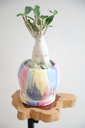 【S】アデニウム アラビカム/Adenium arabicum ※陶器鉢付き