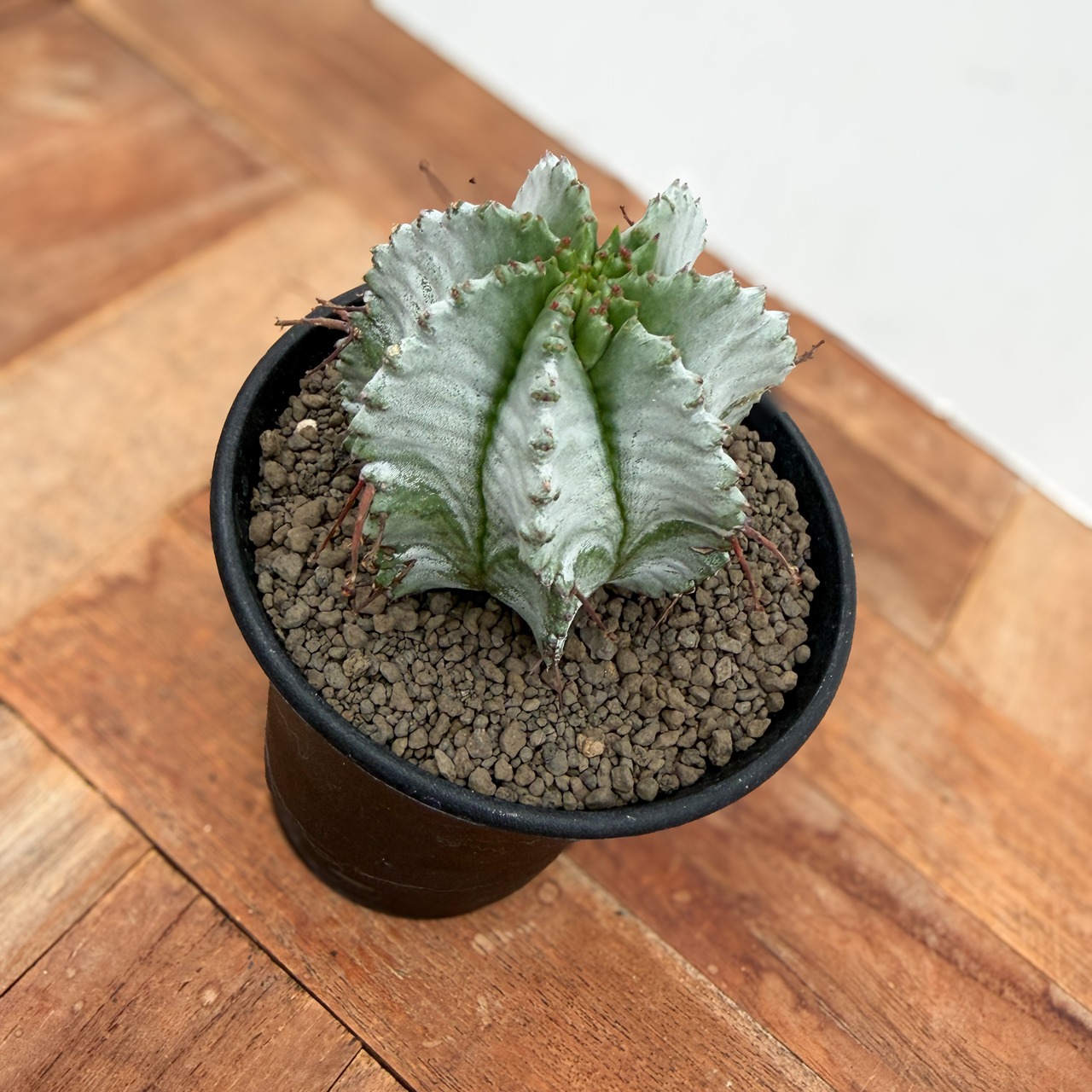 Euphorbia hyb. horrida【ユーフォルビア・玉型白ホリダ】