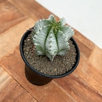 Euphorbia hyb. horrida【ユーフォルビア・玉型白ホリダ】