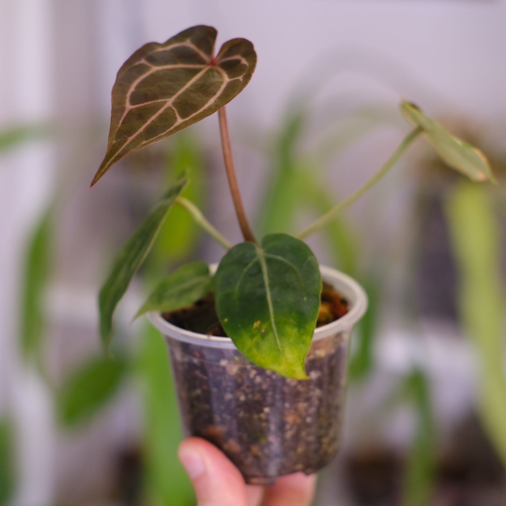 Anthurium chocolate × Anthurium Red crystallinum NSE｜アンスリウム