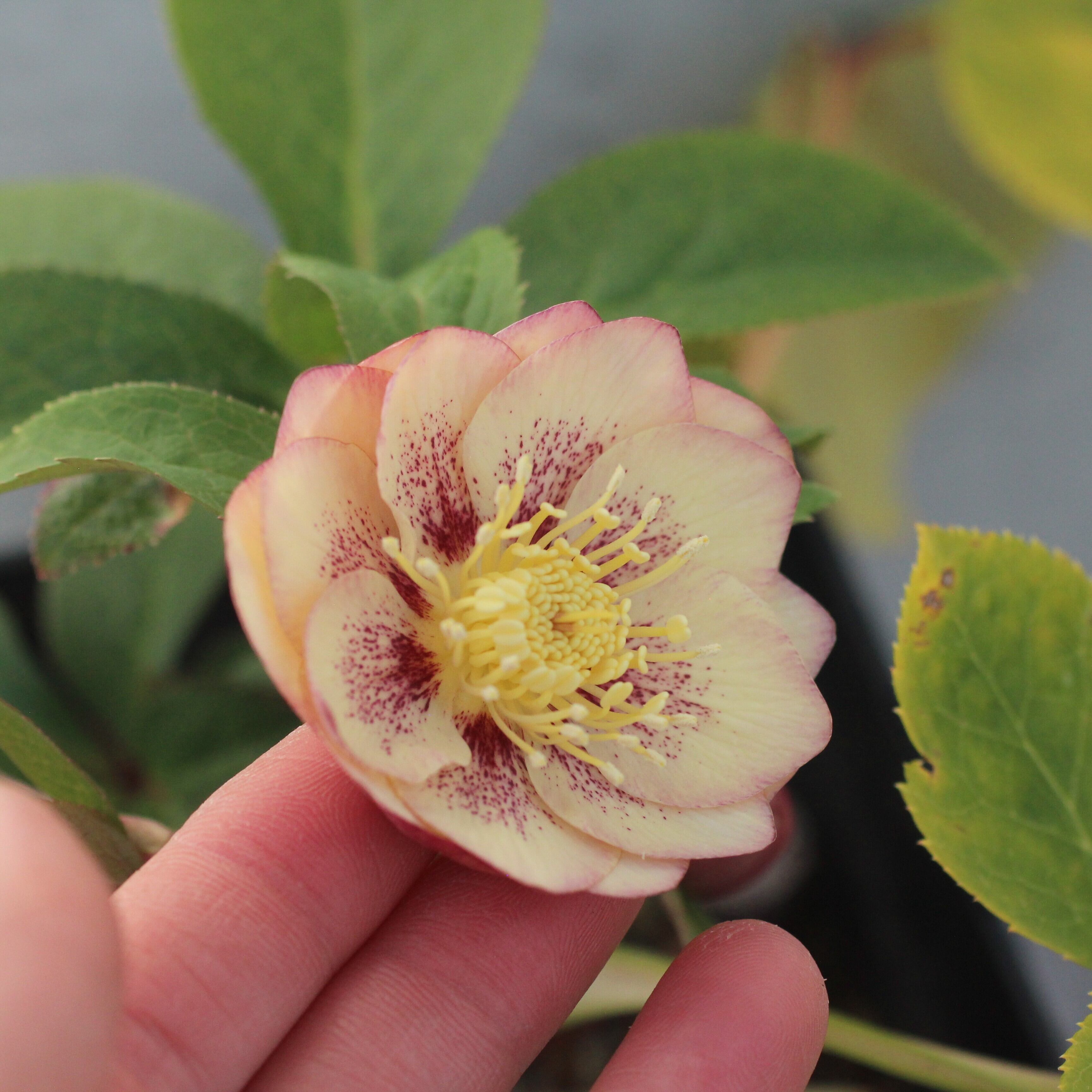 WS26-086 クリスマスローズ ウィンターシンフォニー オーレア系