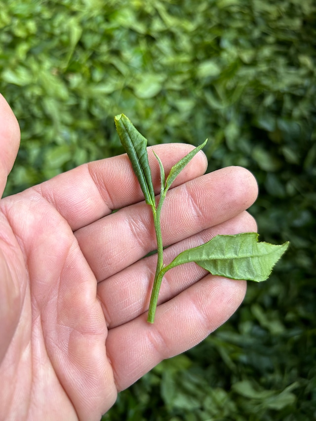 紅茶　香駿1st(2023年産)