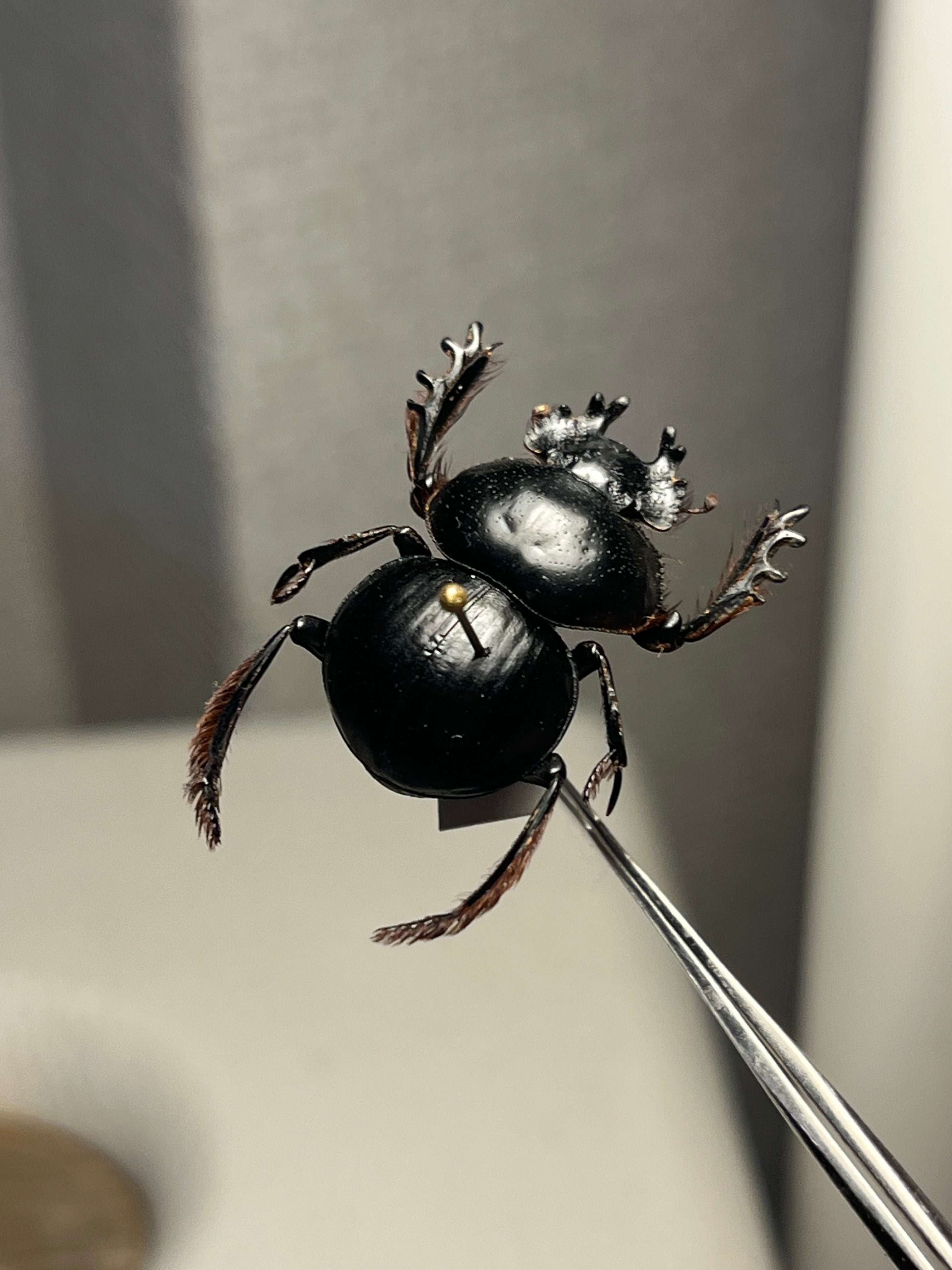 24mm♂】クモガタタマオシコガネに酷似のPachysoma schinzi 糞虫