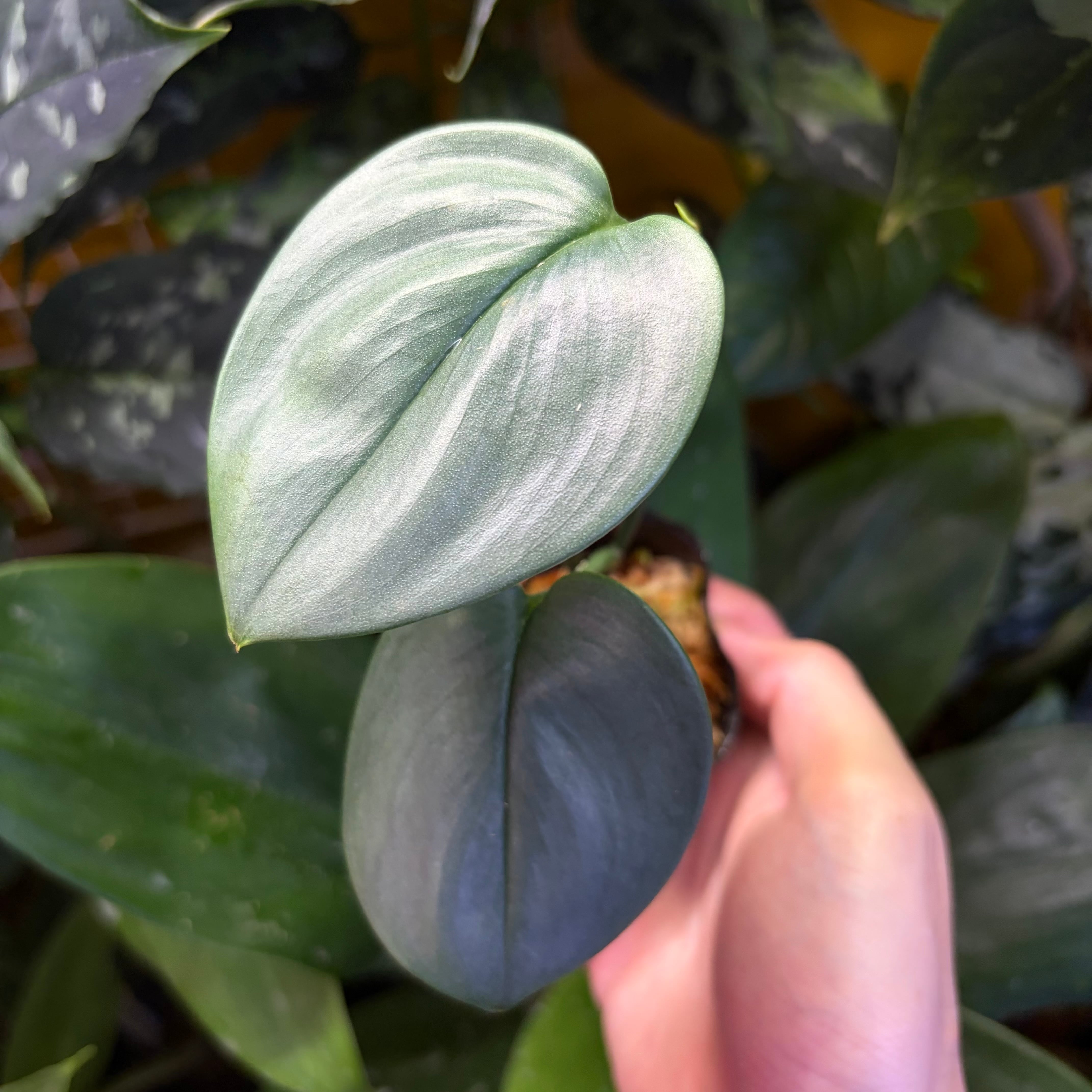 Homalomena sp. 黒雫 Langkat Sumatera Utara 【ZOE0525-1p】② | 熱帯