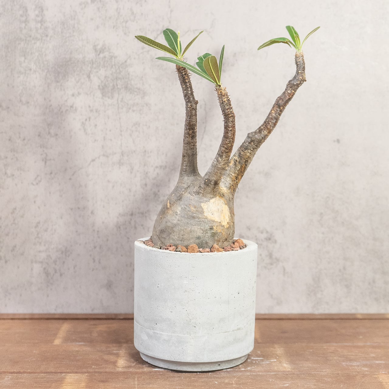 パキポディウム・グラキリス（胴回り約30㎝）｜大株ならではの圧倒的ボリュームと造形美【現地株／発根済／手作りモルタル鉢】