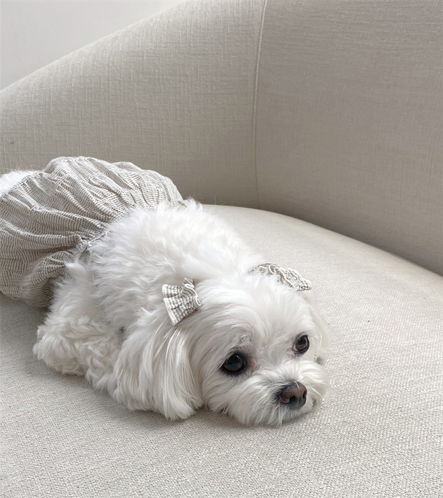 〈 即納アイテム 〉EYOU / コットンキャンディバルーン