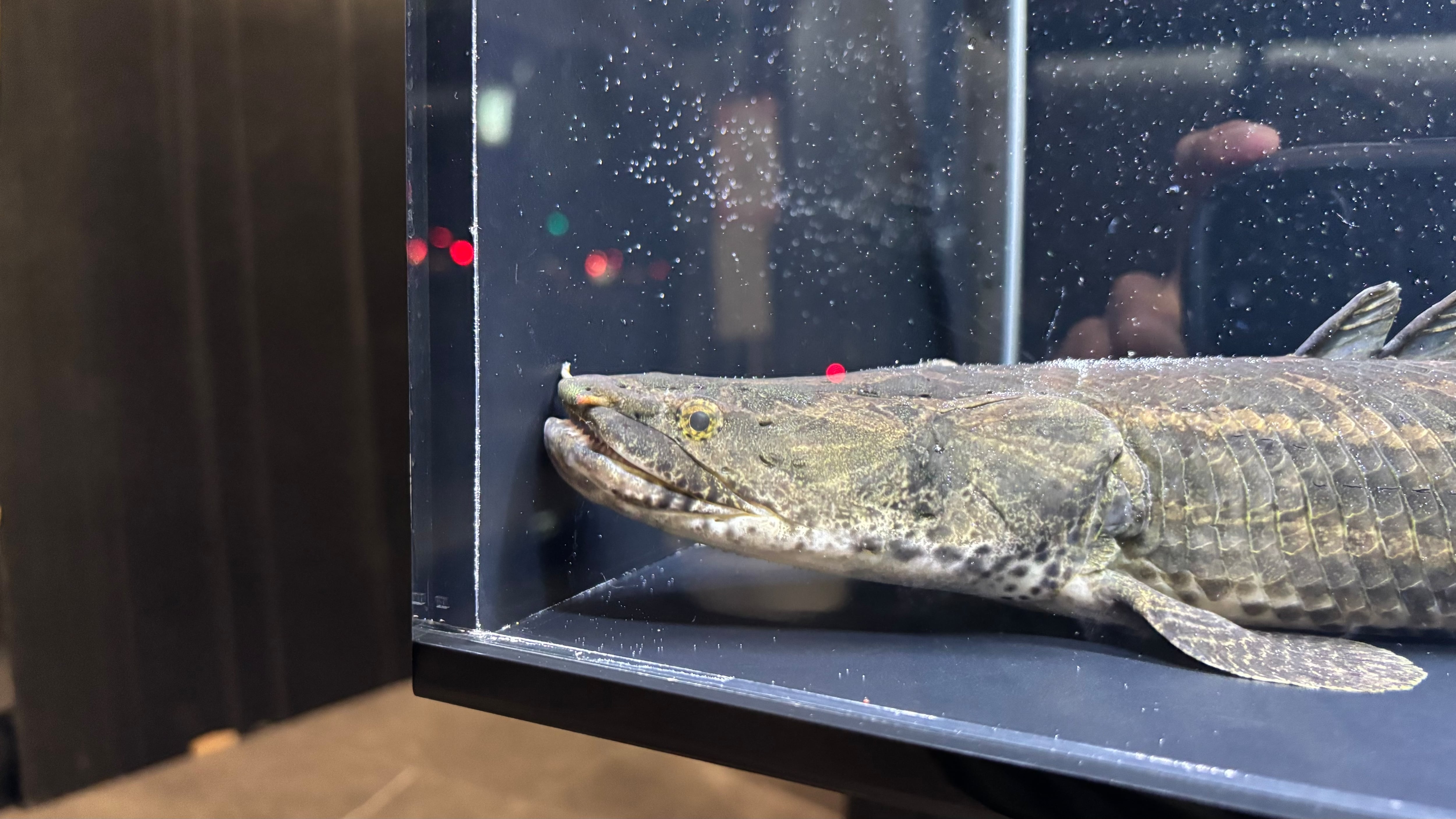 わいるどもんオリジナル 流動式フィルター 60cmサイズ 単品 | アフリカ