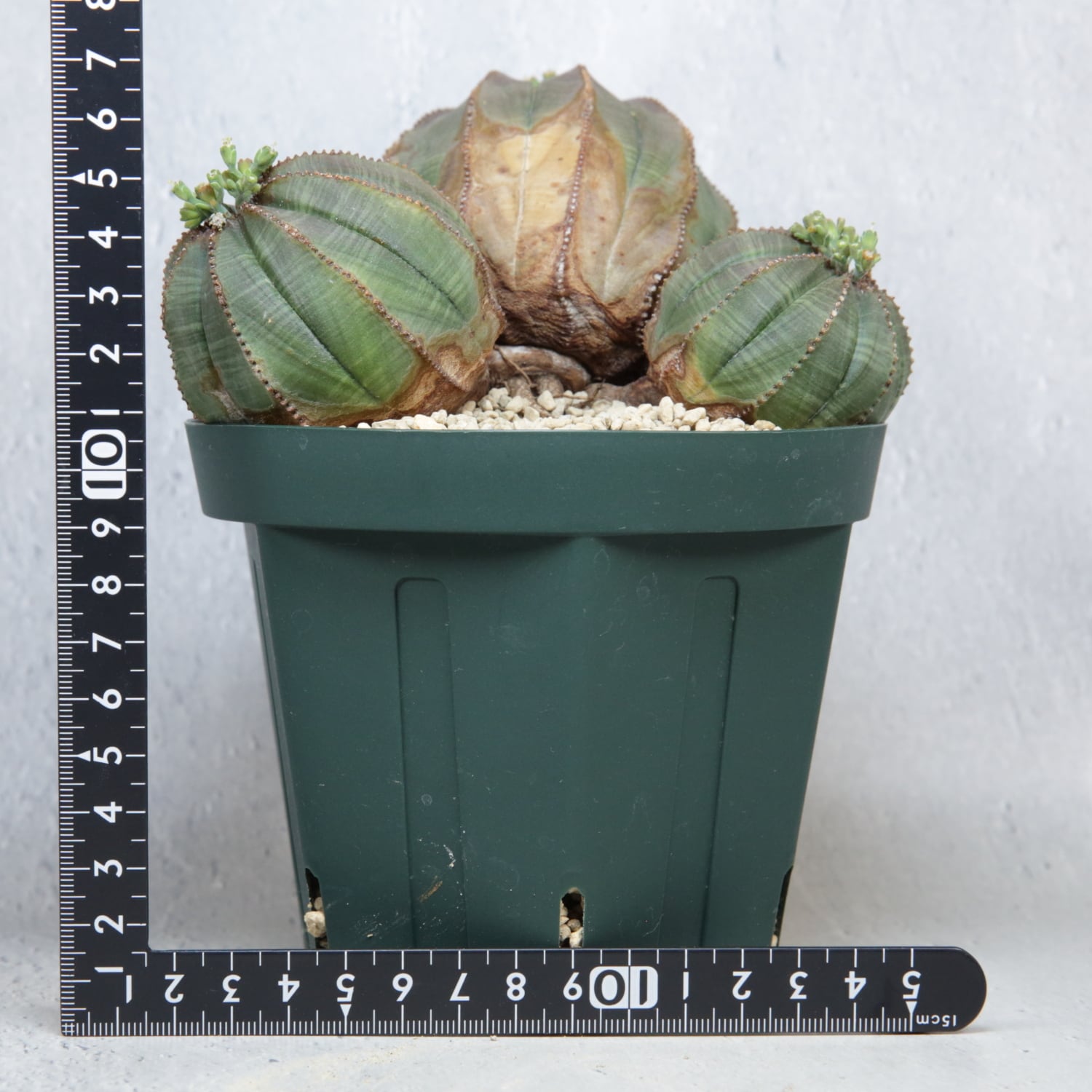オス株 超大株 最大幅約 14.3cm トリプルヘッド オベサ