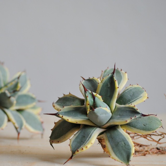 アガベ アプラナータ クリームスパイク