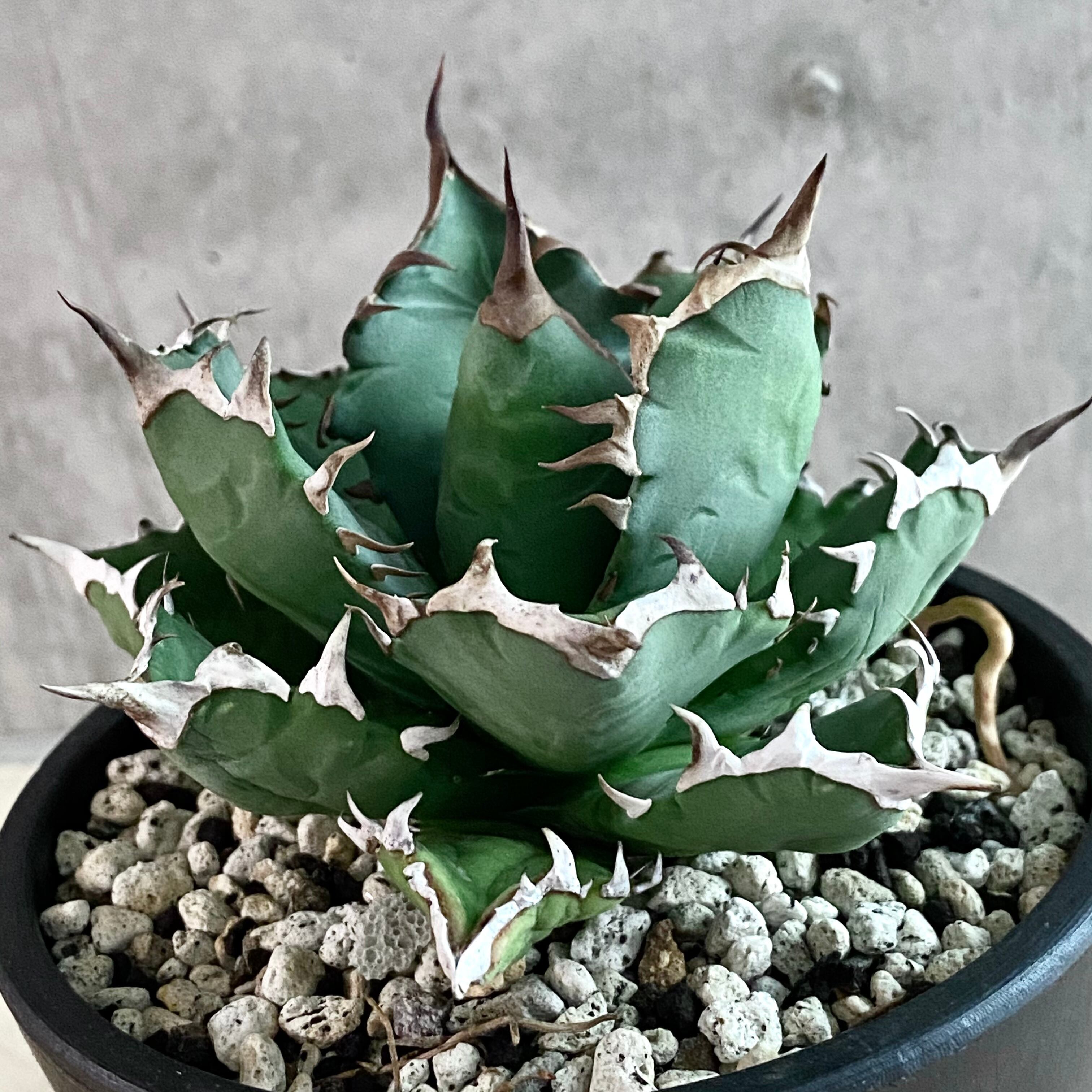 agave titanota No1/アガベ チタノタ ナンバーワン【観葉植物】【多肉 ...