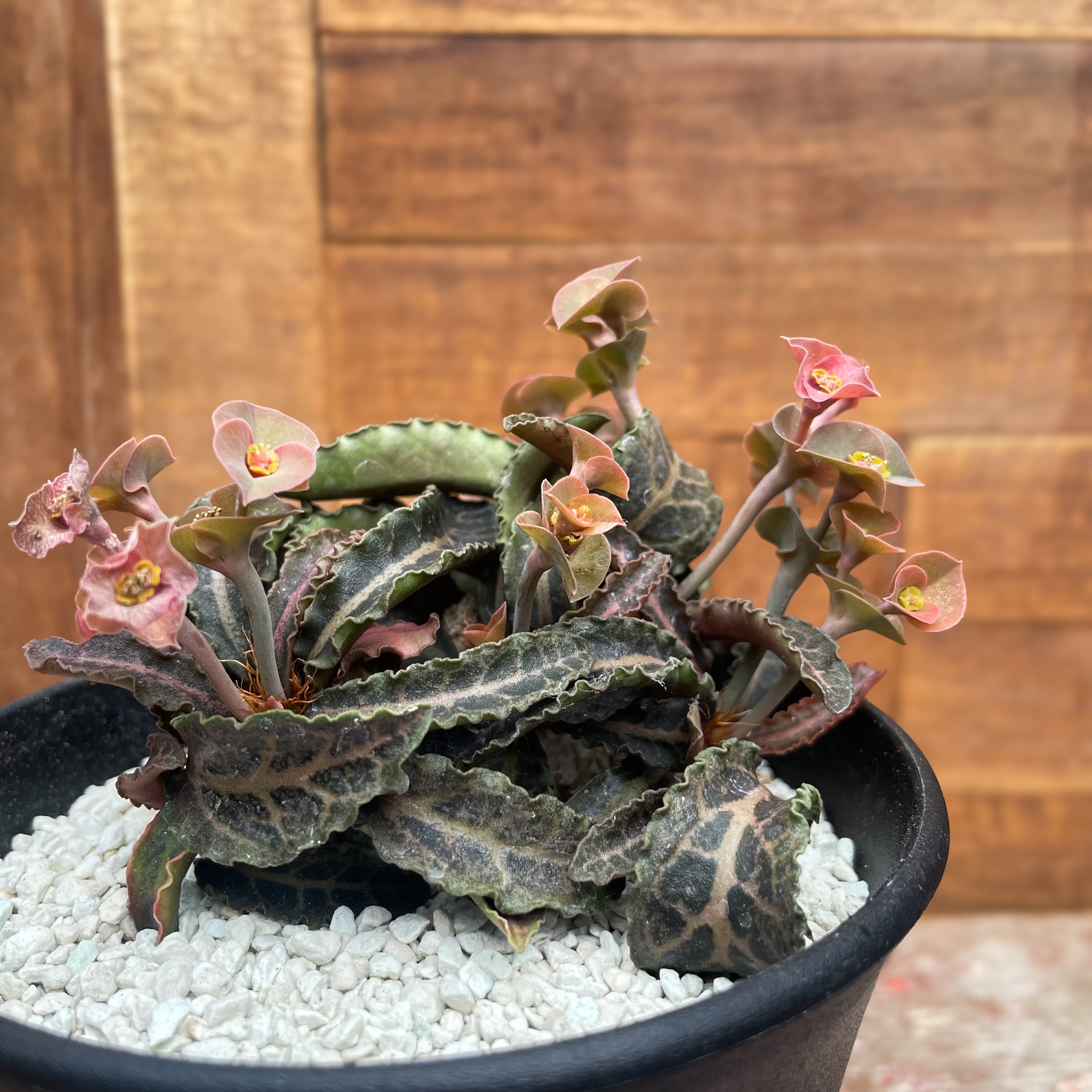 Euphorbia francoisii var.crassicaulis