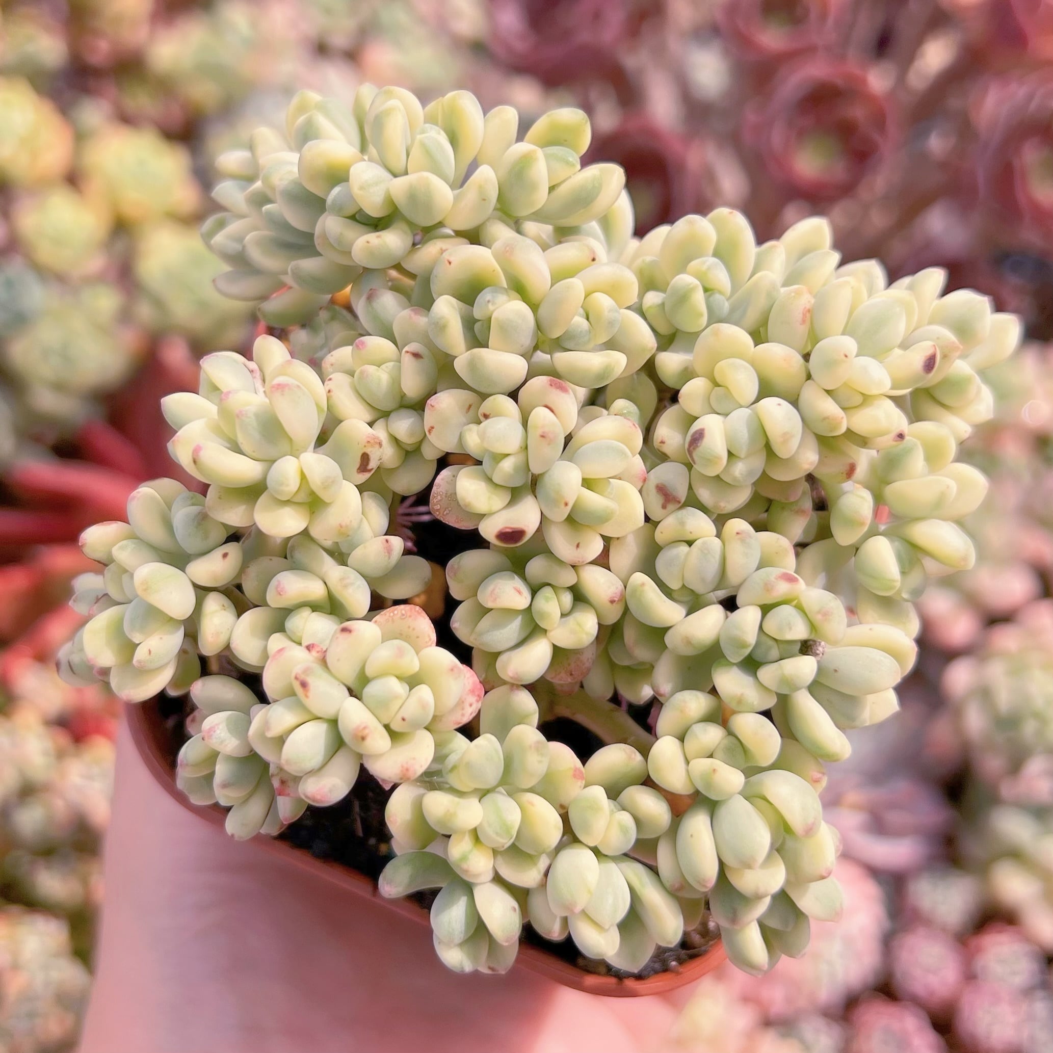 現品　マイキーシュガー錦#290　新入荷