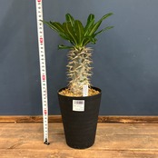 パキポディウム アンボンゲンセ【911】