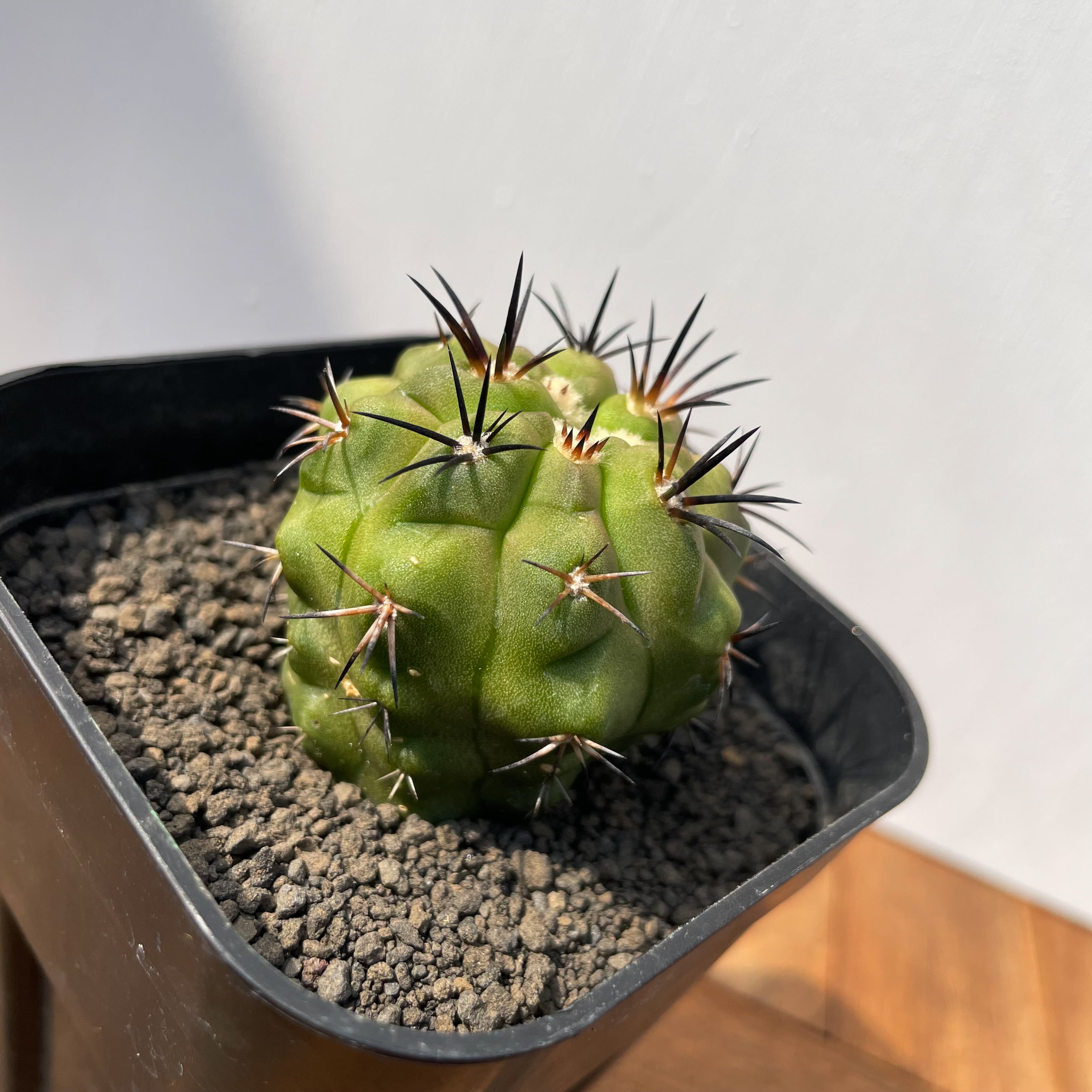 サボテン コピアポア 豪槍丸 接木 鉢付 H26㎝ W13.5㎝ の出品です。 Shabomaniac! コピアポア・エリオシケ