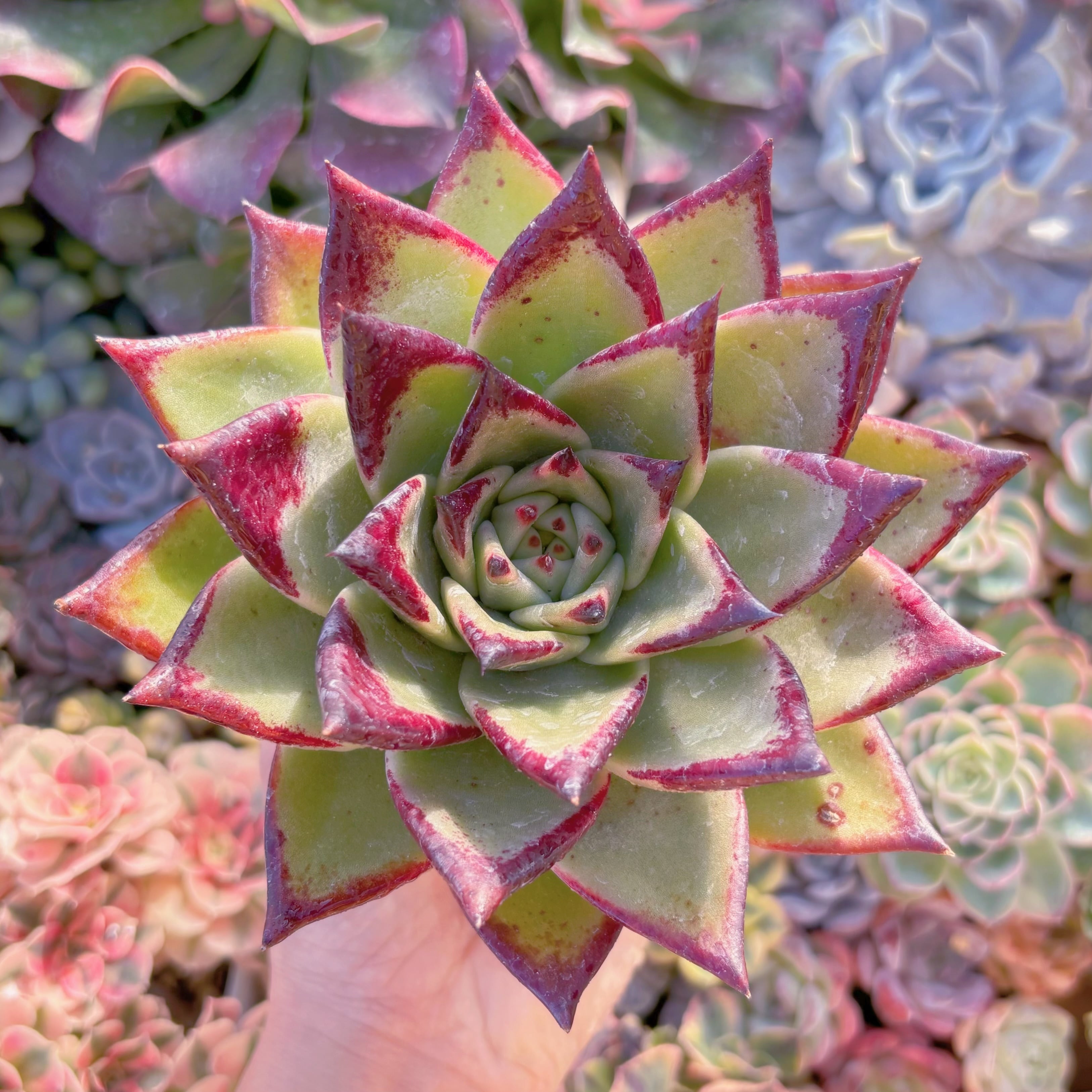 現品　黒魔王#611　新入荷　るる農園