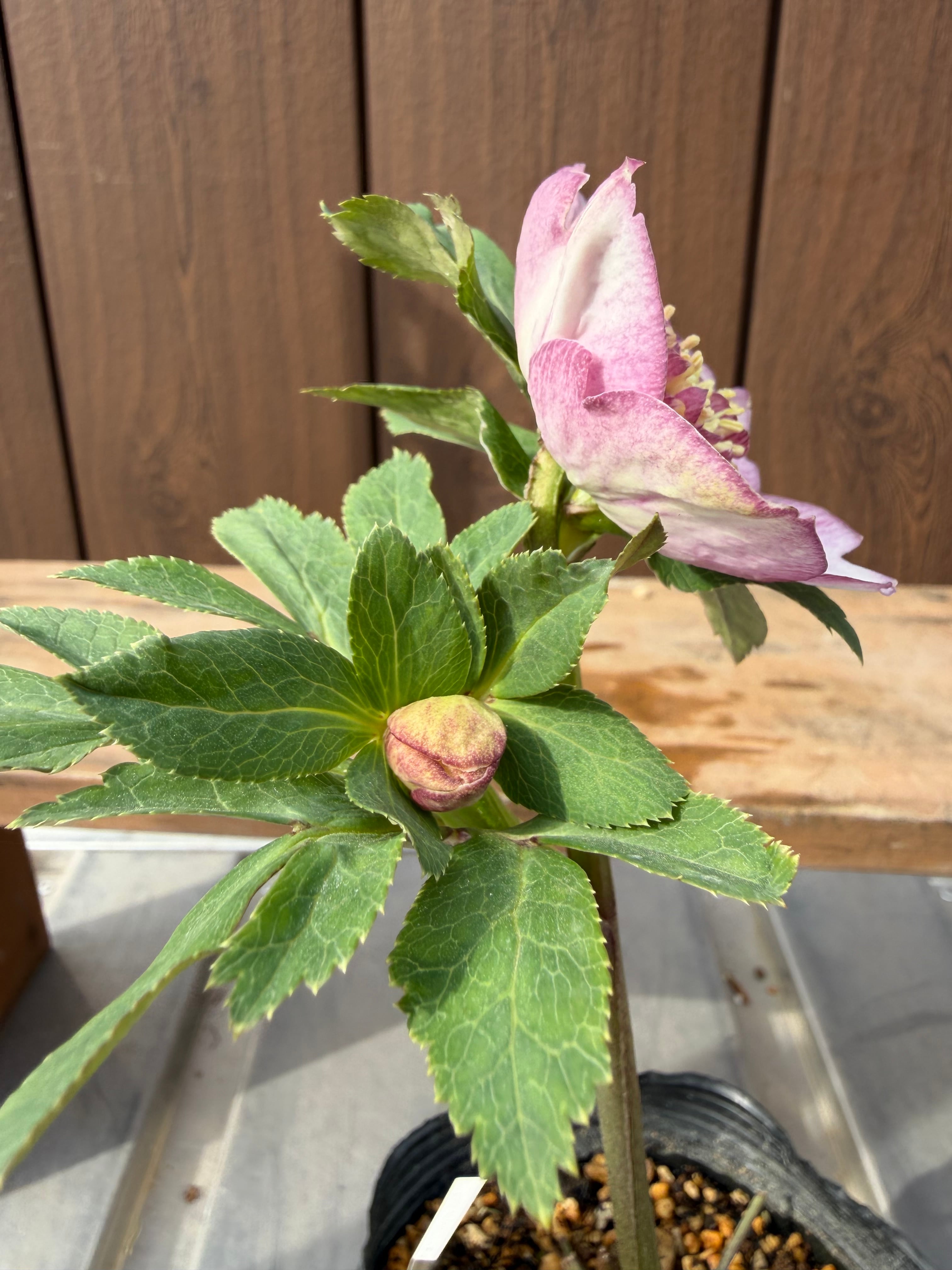 アンティークモーリー系多弁 ☆ピンクモーリーメビウス交配 加藤農園