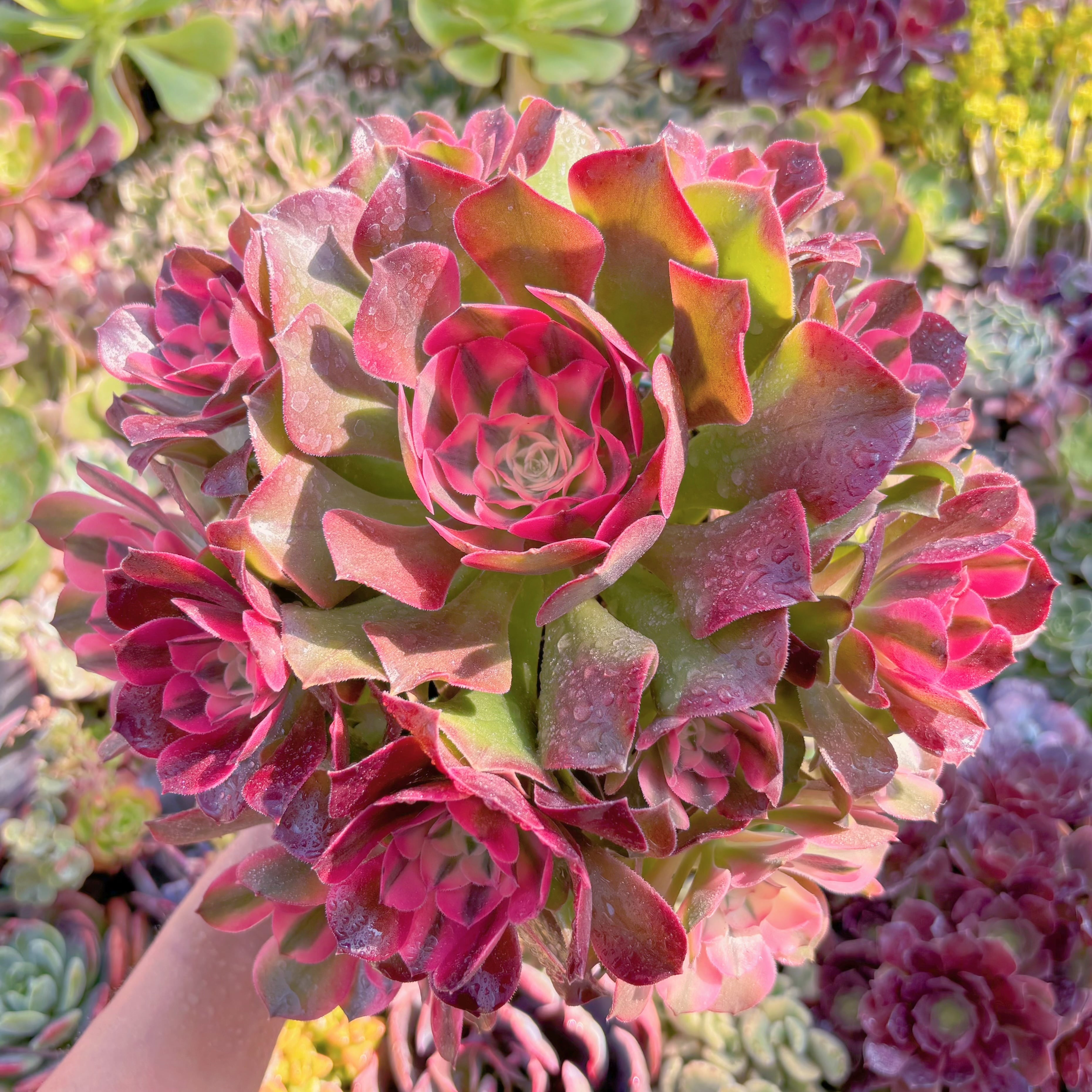 現品　アフラダイティ変異#M215　特大群生　るる農園