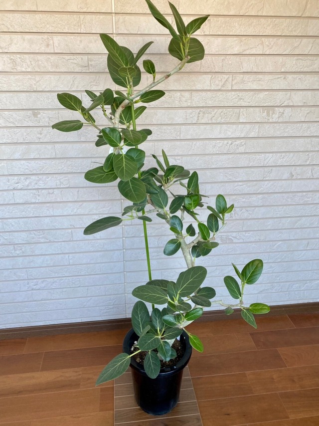 観葉植物　ベンガレンシス　曲り　8号　②