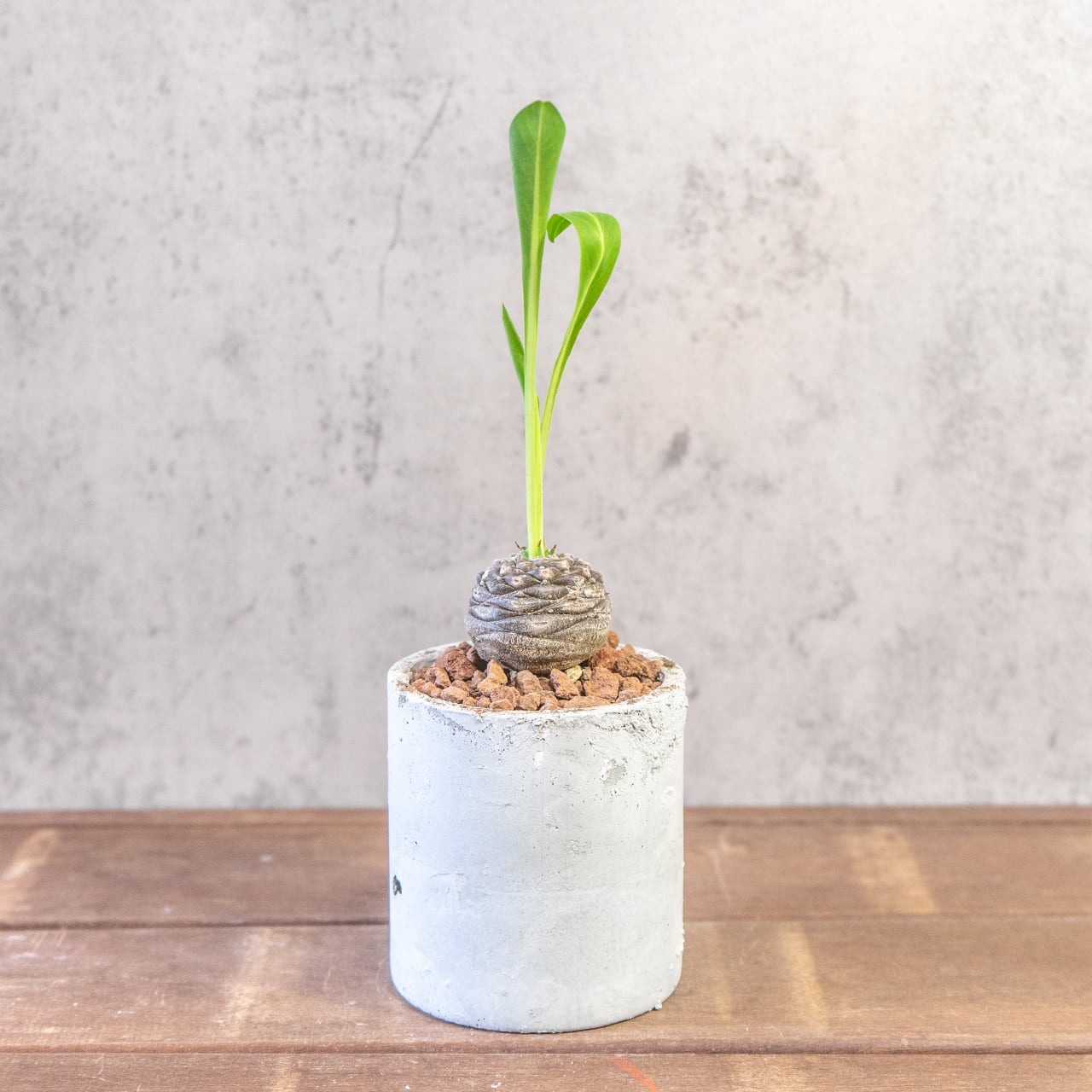 ユーフォルビア 鉄鋼丸 一株ごとの厳選仕入れ 塊根植物 幾何学的な鱗模様が美しい塊根部と新緑のコントラスト 観葉植物 ギフト おすすめ|虫発生抑制