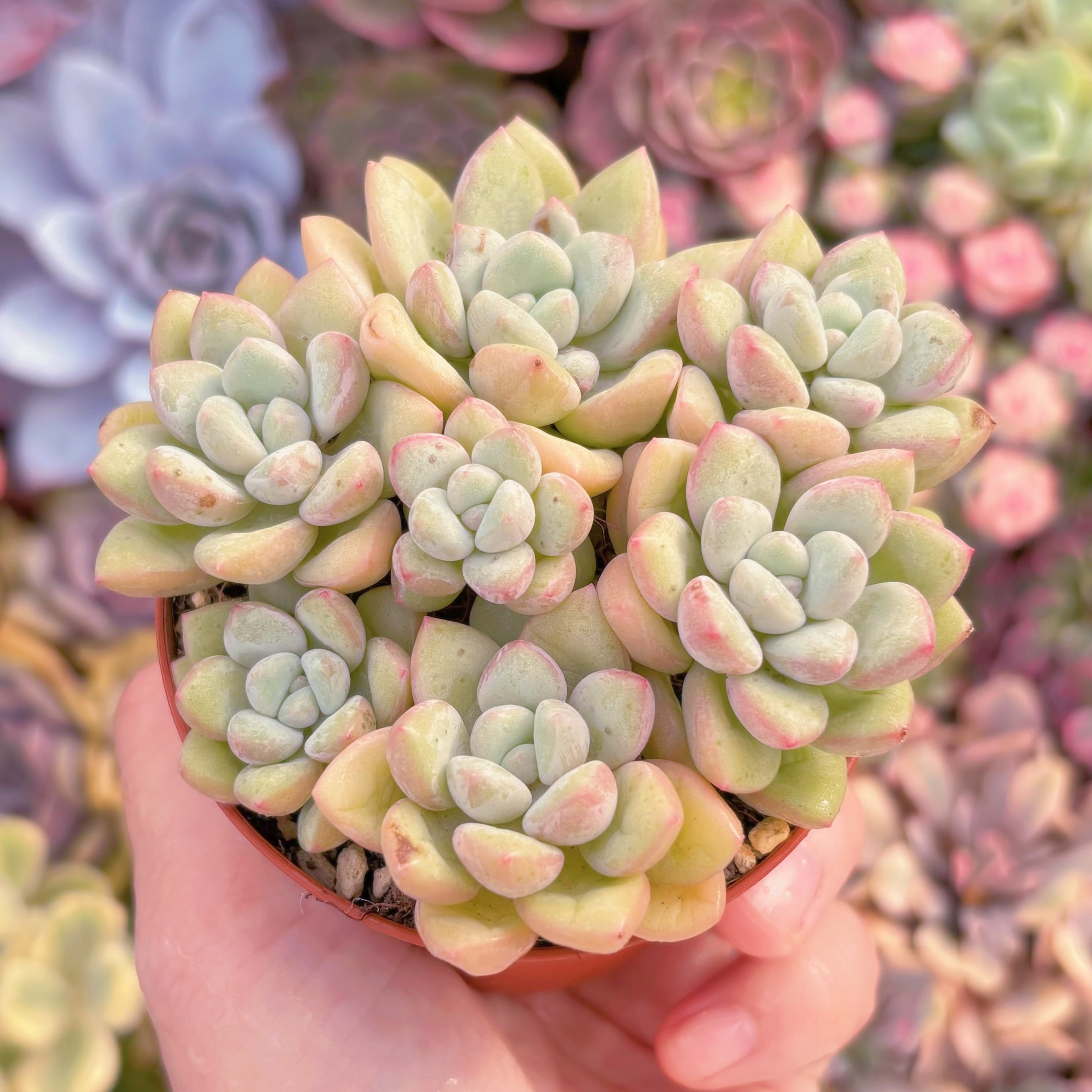 現品　チューインガム#F045　群生　るる農園