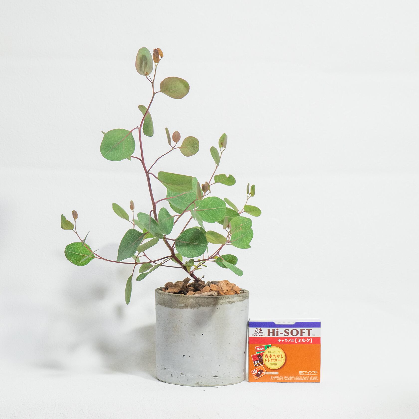 観葉植物 ユーカリ・ポリアンセモス 軽やかな丸葉と無骨なモルタル鉢の好バランス