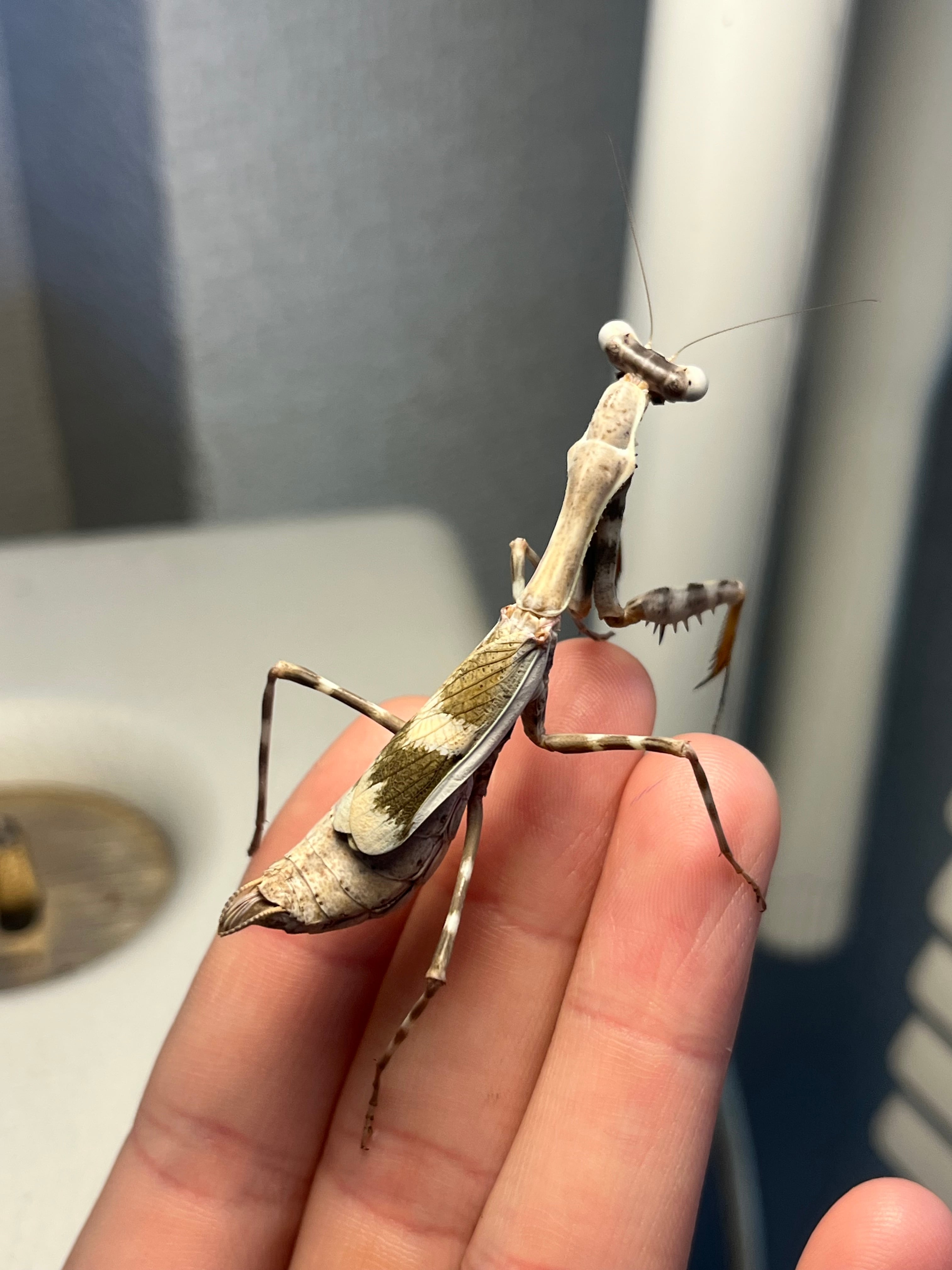 カマキリ | オモニキチュウ