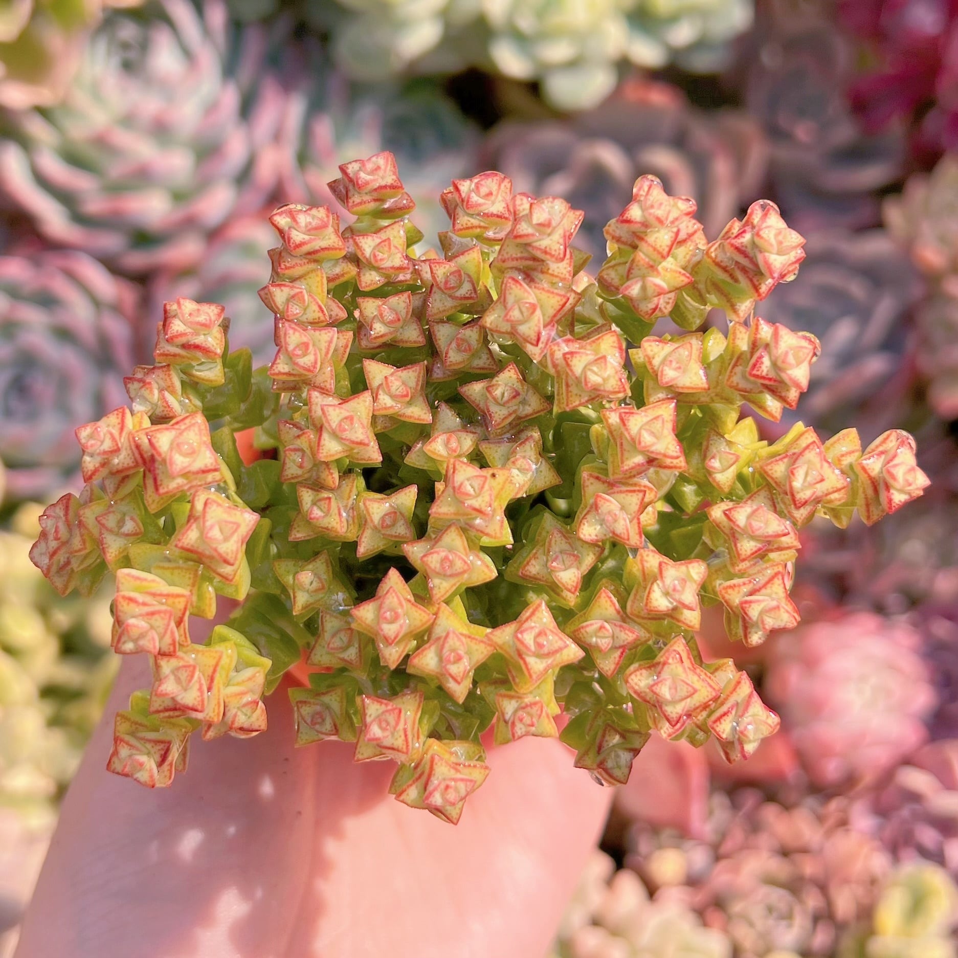 現品　小米星#1155　るる農園