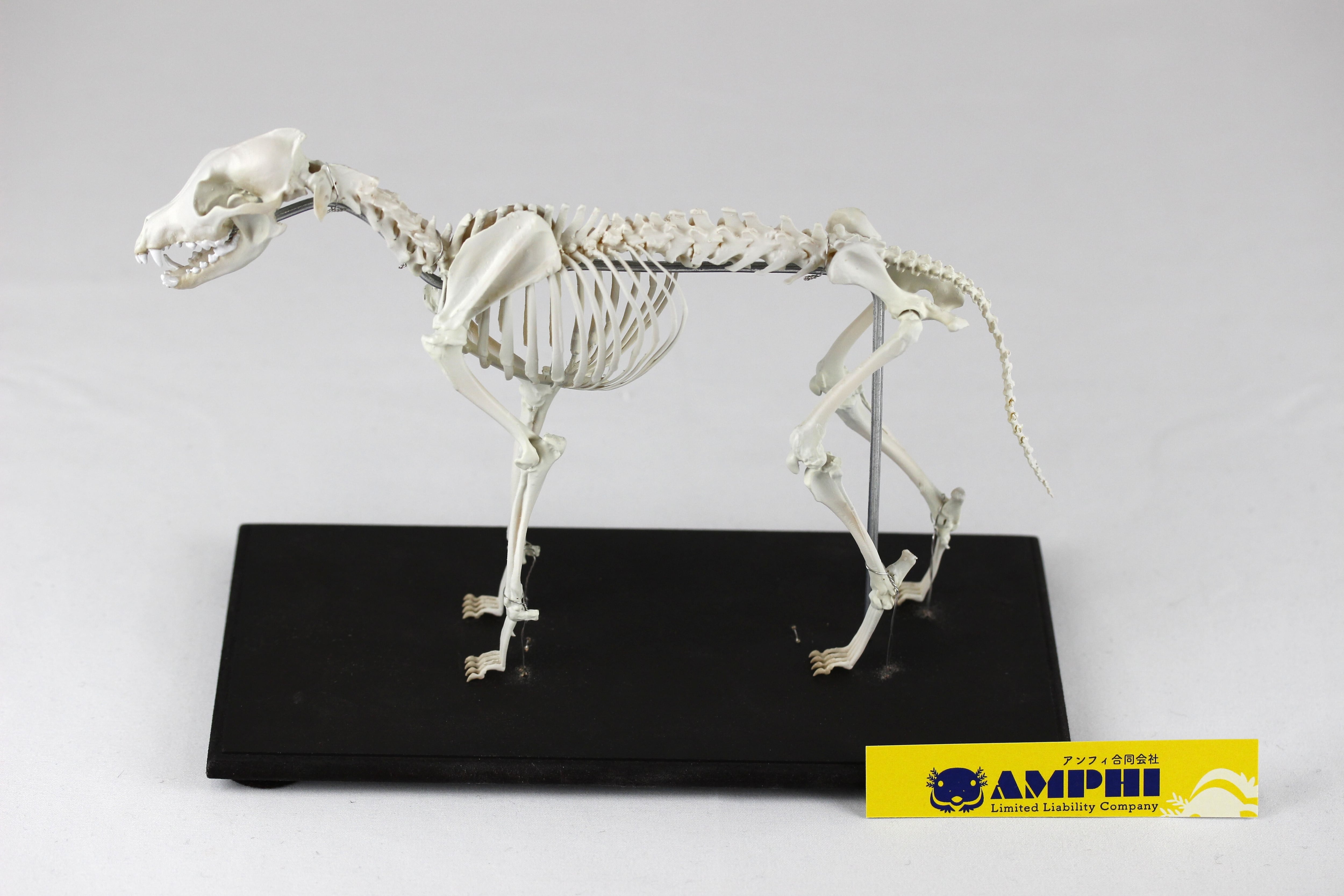 ニホンオオカミ 縮小全身骨格模型 | アンフィ合同会社 ニホンオオカミ 縮小全身骨格模型 | アンフィ合同会社