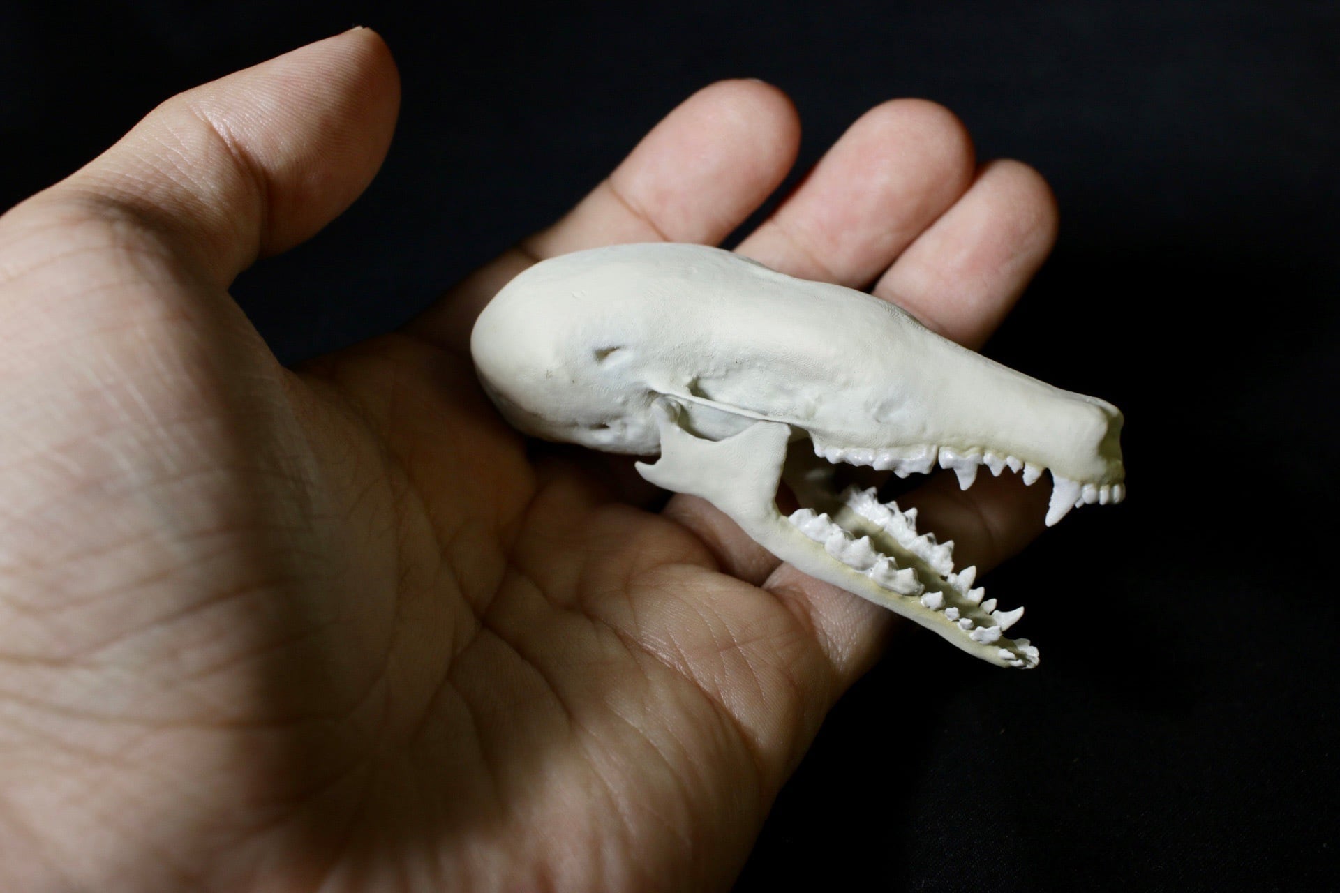 8㎝】 アズマモグラ 拡大頭骨レプリカ | アンフィ合同会社