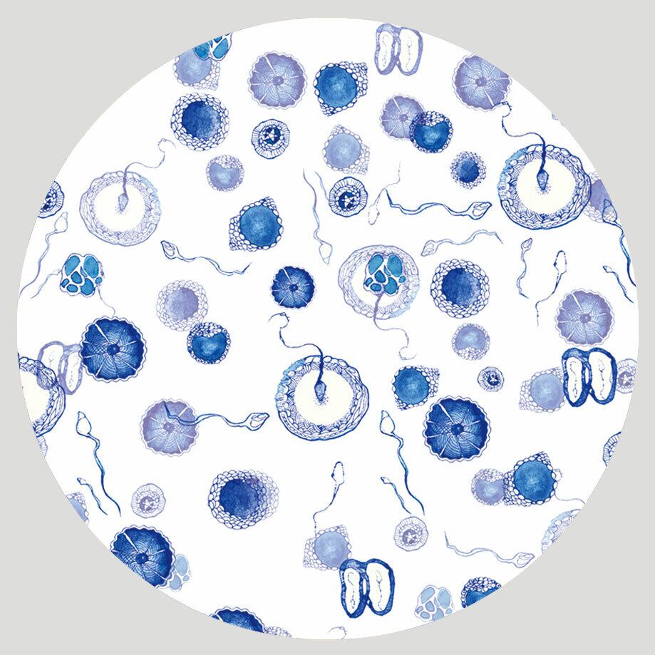 カルピスバッジ