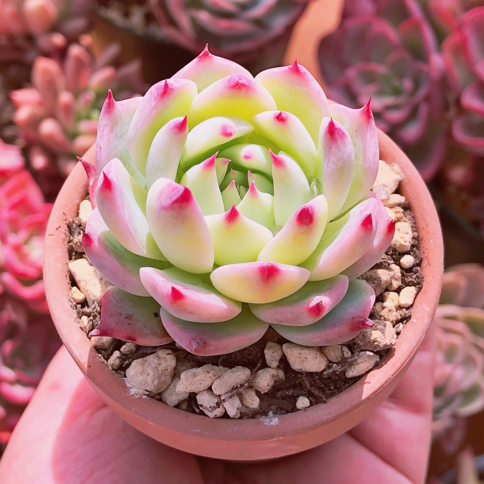 多肉植物☆チワワエンシス