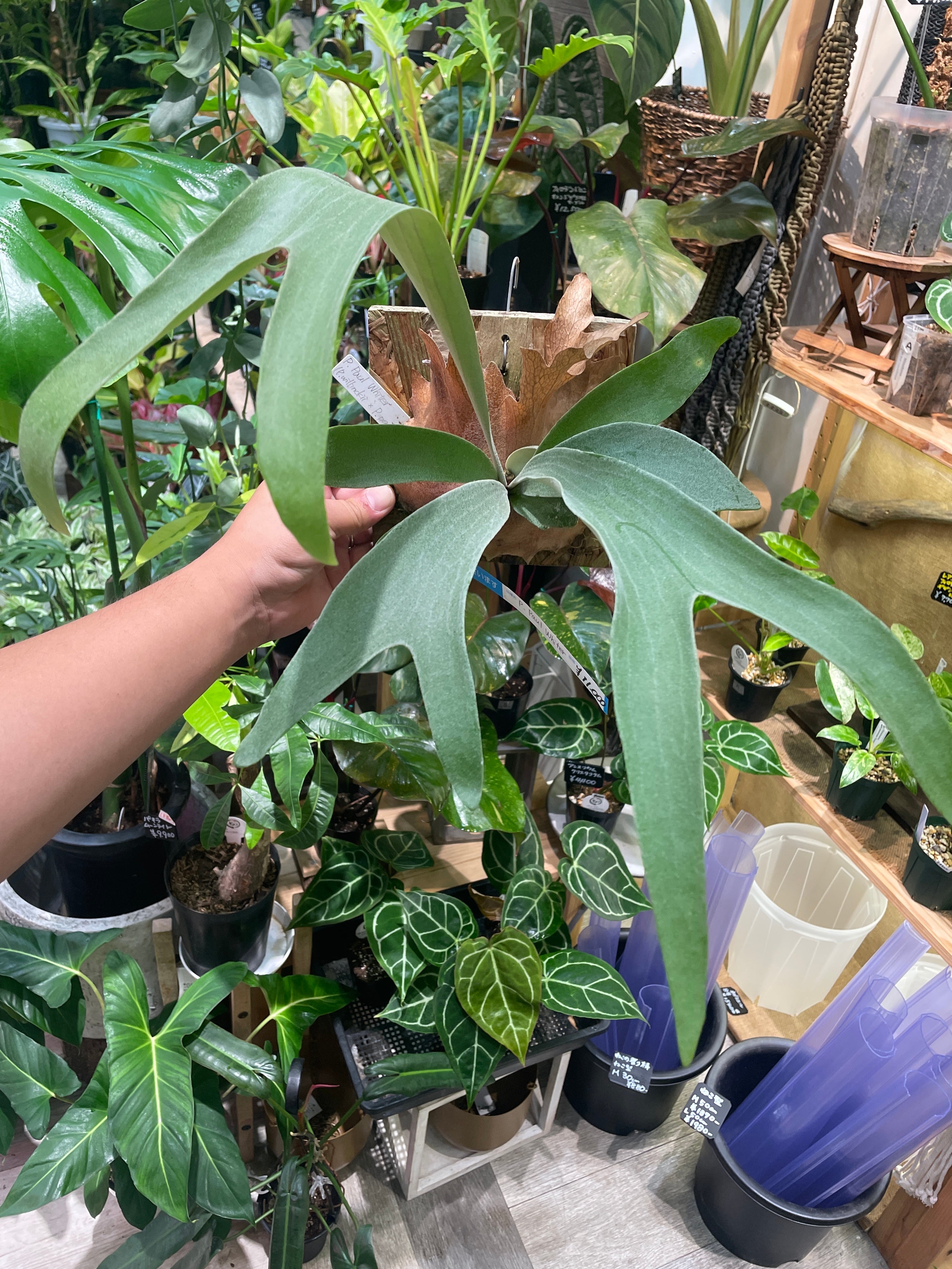 幻のポトス パステルシャワー 観葉植物