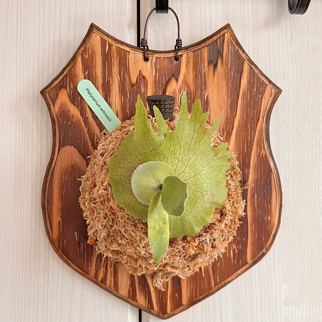 ビカクシダ ウィリンキー 板付 【観葉植物 室内 コウモリラン】