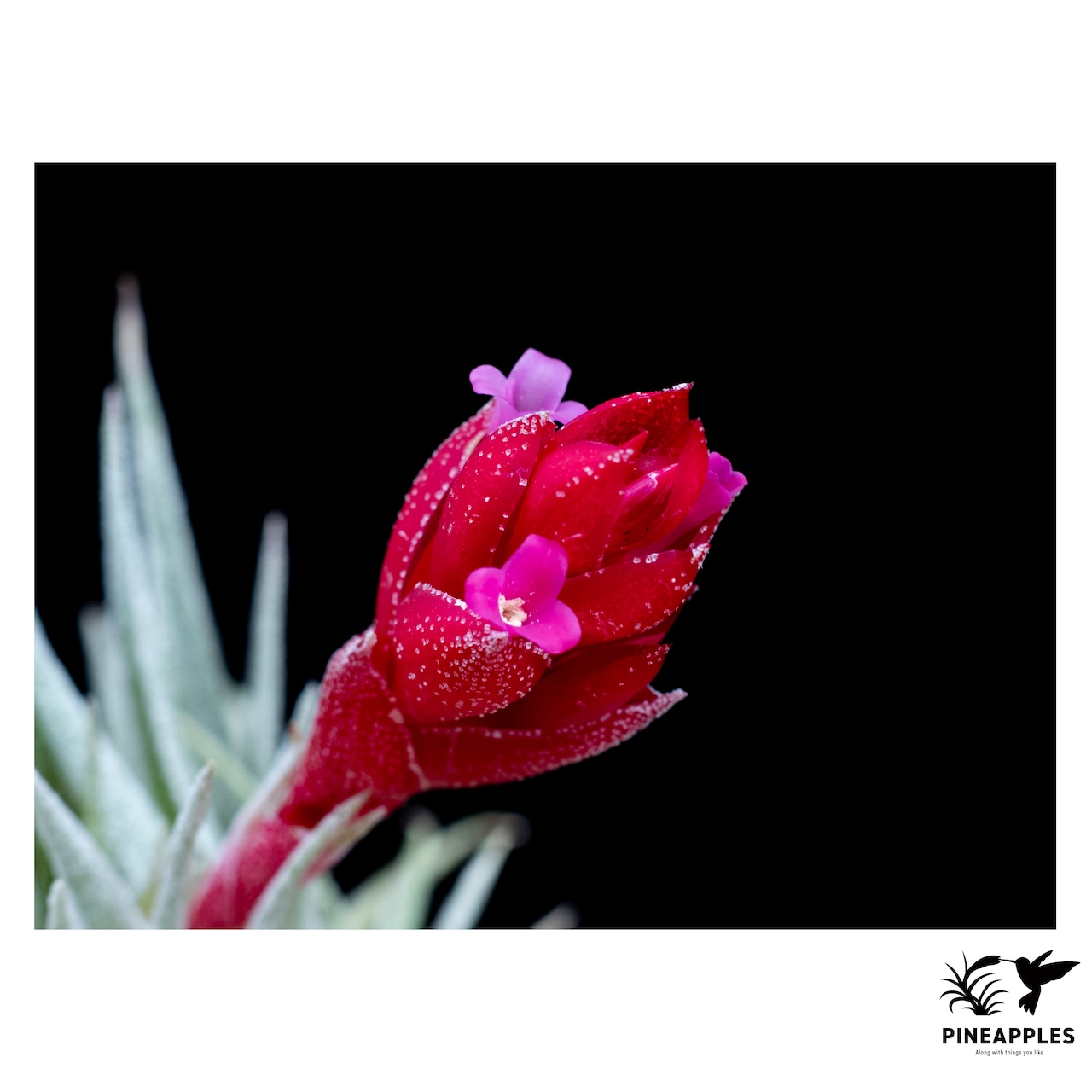 Tillandsia heubergeri x sprengeliana - 3