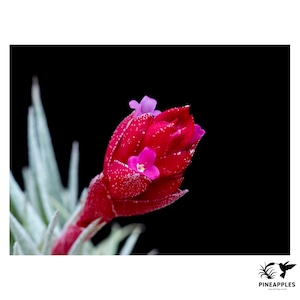 Tillandsia heubergeri x sprengeliana