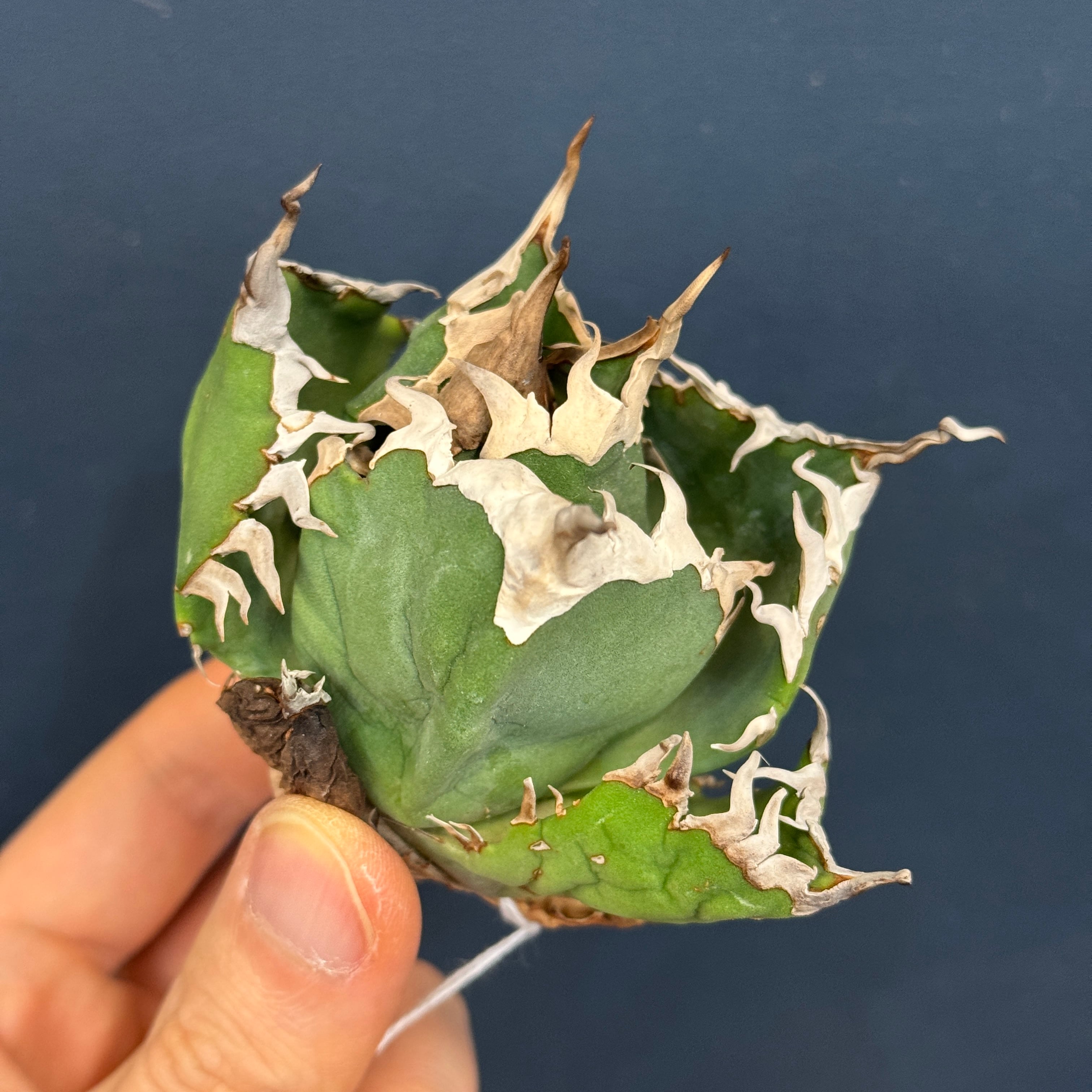 アガベ チタノタ ファルコン【979】 | PROTOLEAF プロトリーフ