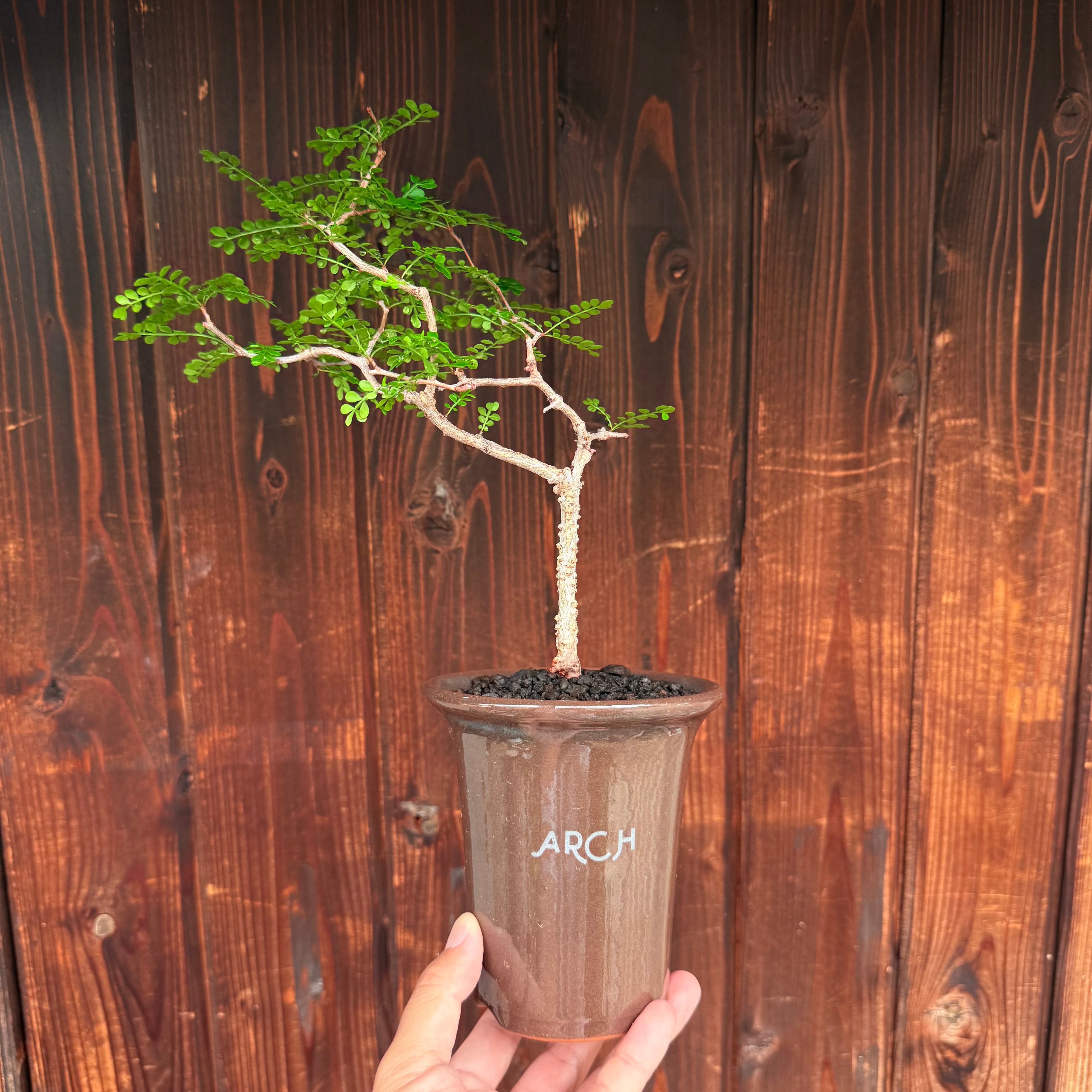植物 | A-PLANTS