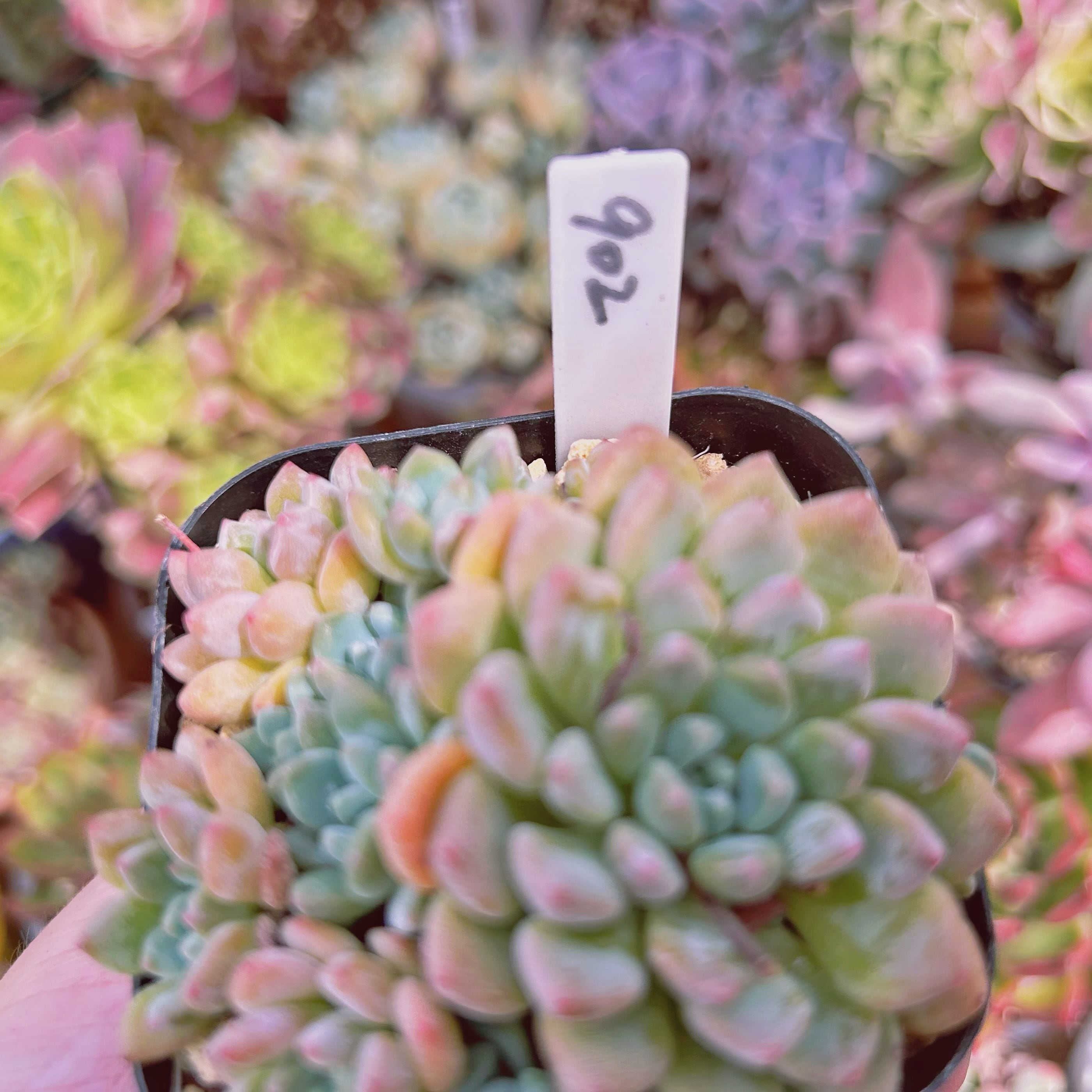 902現物 多肉植物 ブルーグロブローサ 抜き苗 | るる農園~多肉植物専門