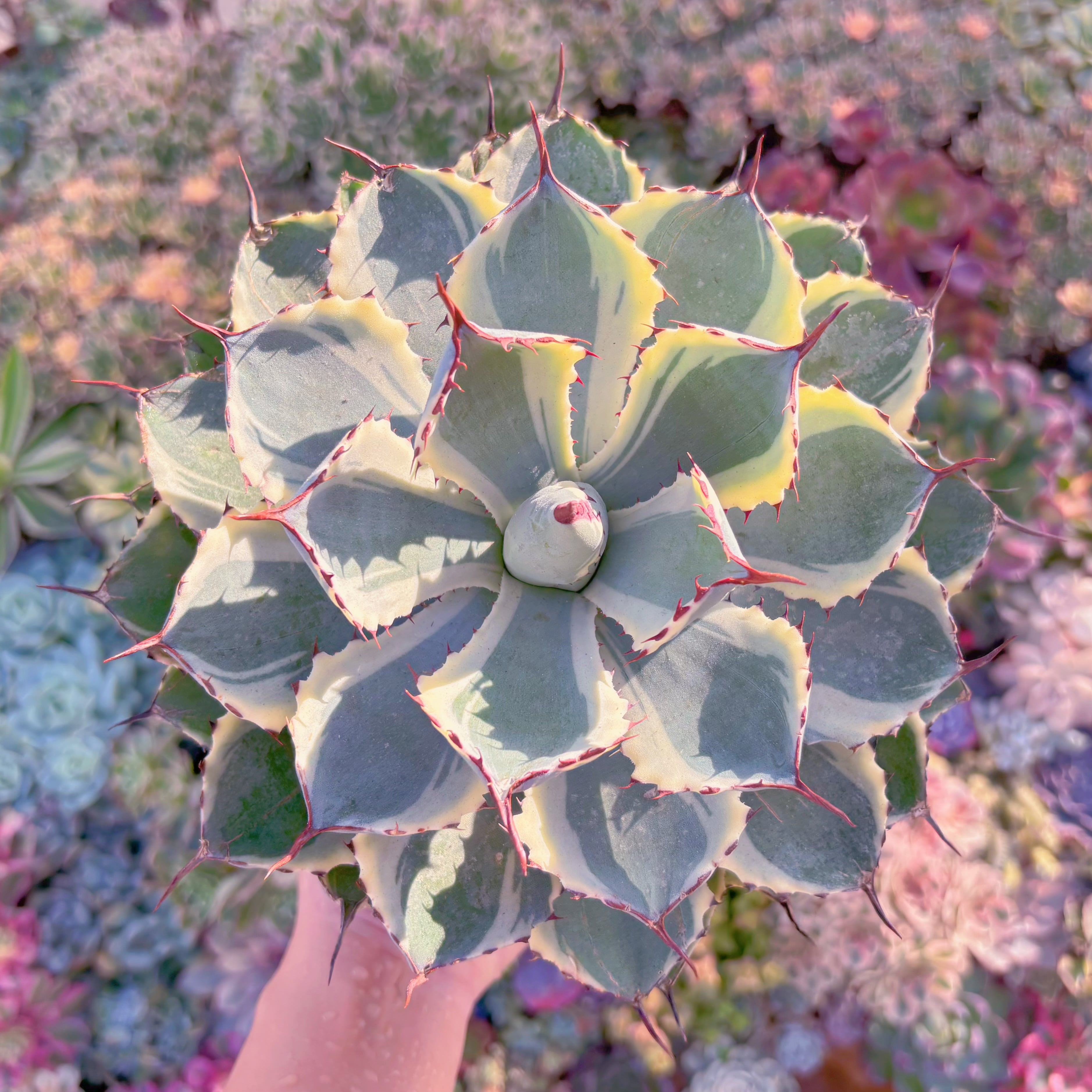 現物　吉祥冠錦#293　特大苗　るる農園