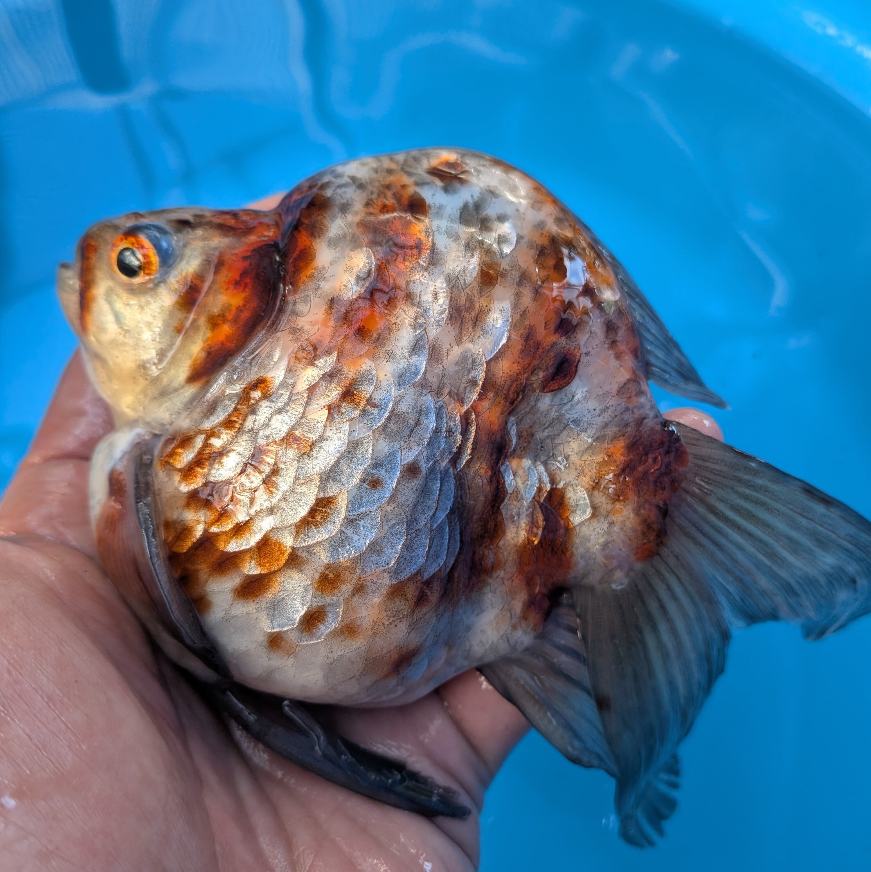 藤だるま工房（養魚場） - Yahoo!オークション 玉サバ | 2026年