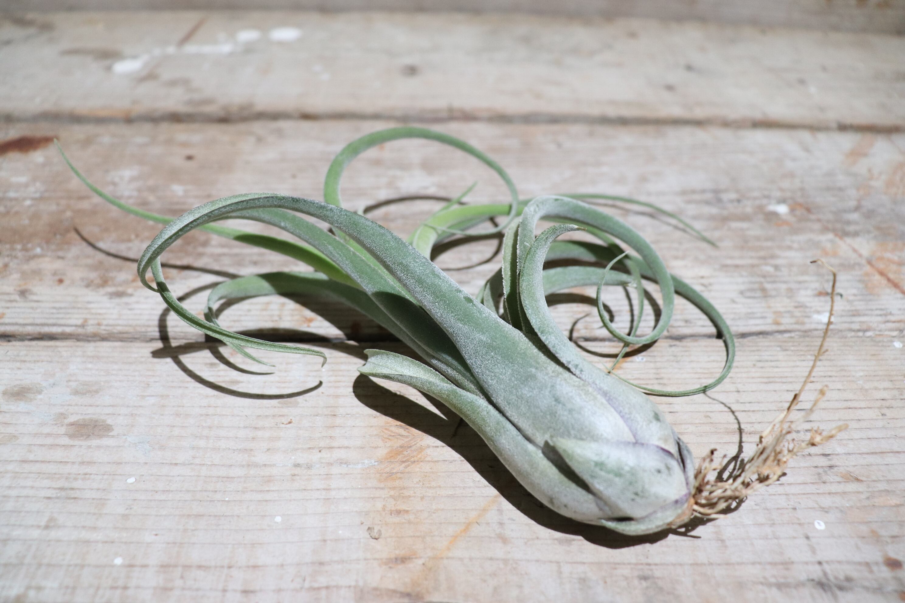 chiapensis × xerographica〔エアプランツ〕T5110 chiapensis × xerographica〔エアプランツ〕T5110 chiapensis