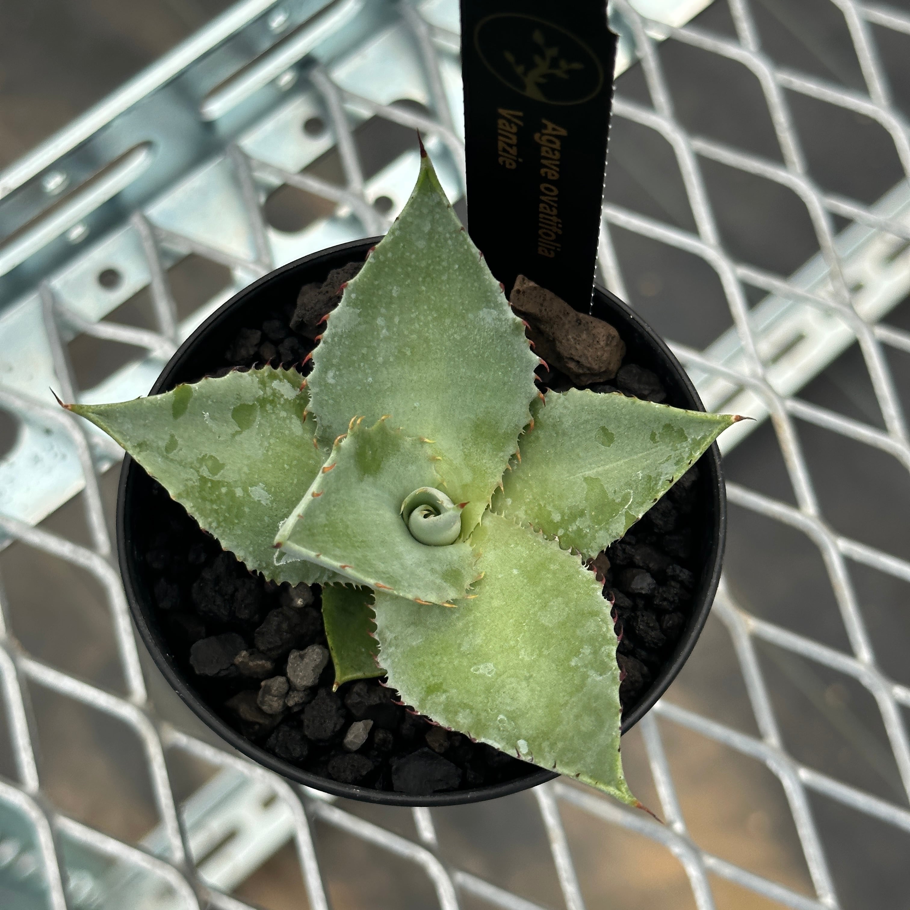 アガベオバティフォリア｜Agave ovatifolia