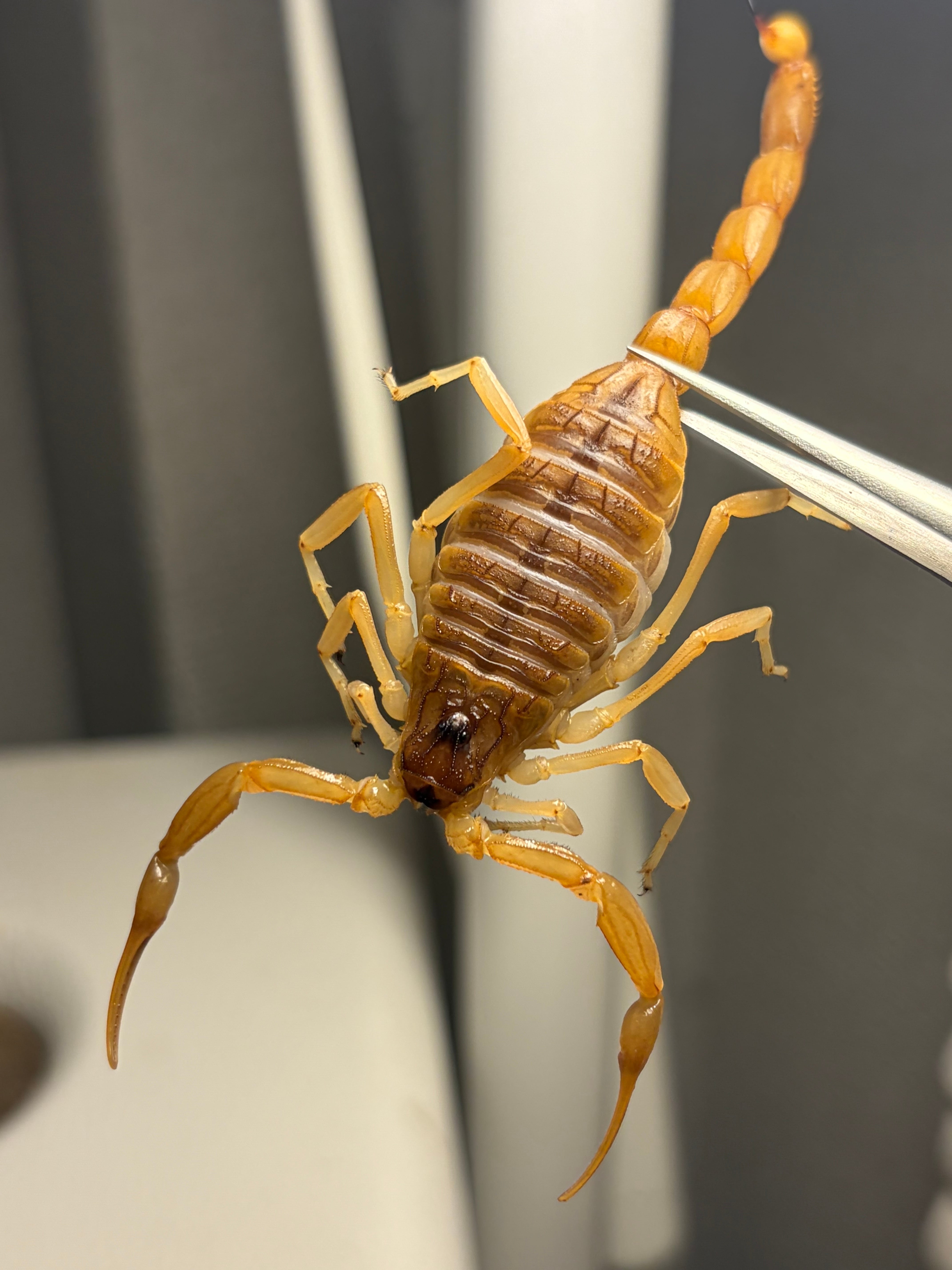 欠有】タイシボリアゲハ モルフォ蝶 蛾ピカソモスモルフォチョウMorpho