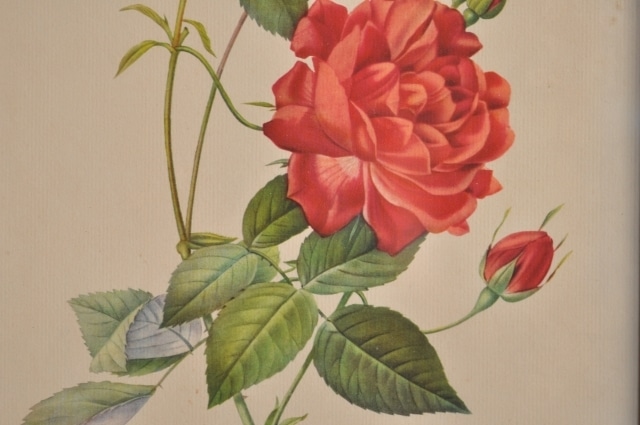 額装された薔薇の博物画