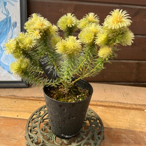 フィリカ　プベッセンスワフトフェザ④