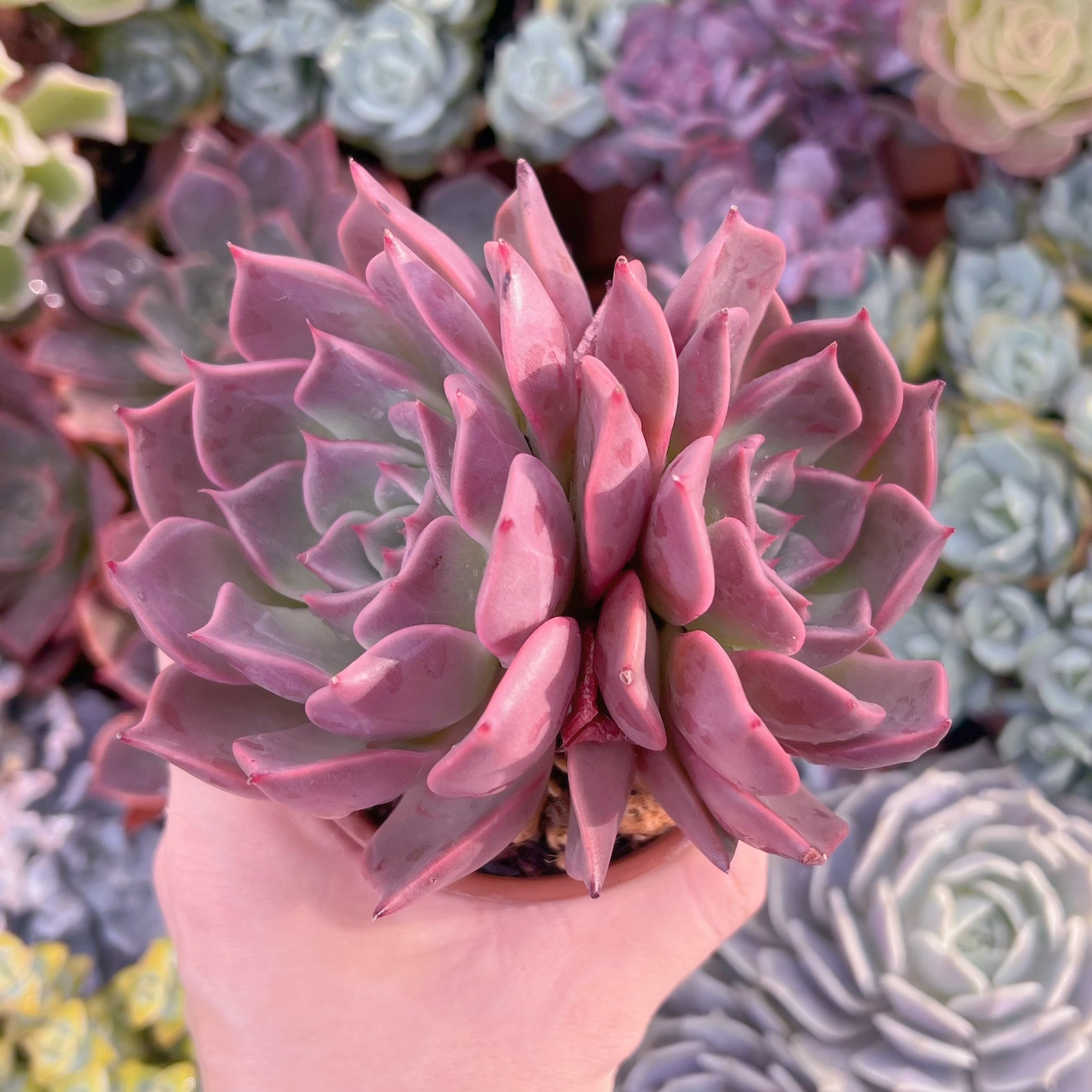多肉植物 secret rose 大苗 新入荷 | るる農園~多肉植物専門