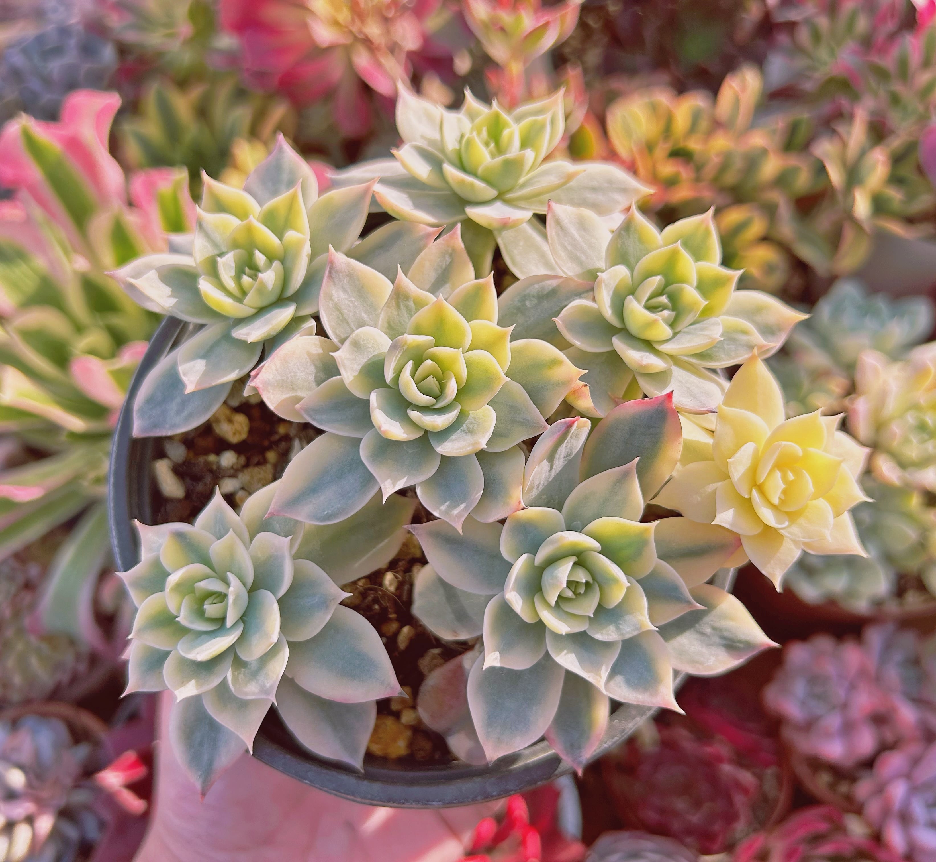 現物　多肉植物　 サブセリス錦　特大　抜き苗