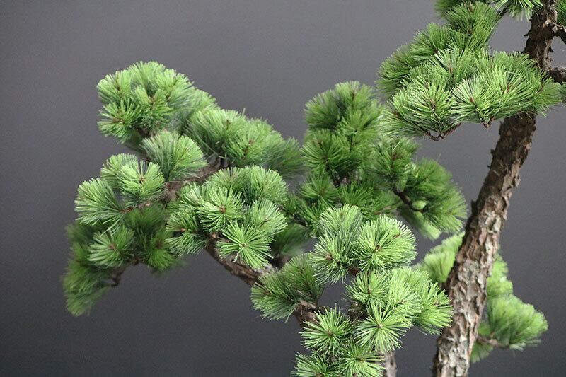 盆栽 松 Pinetree Bonsai #156 | Oh! BONSAI