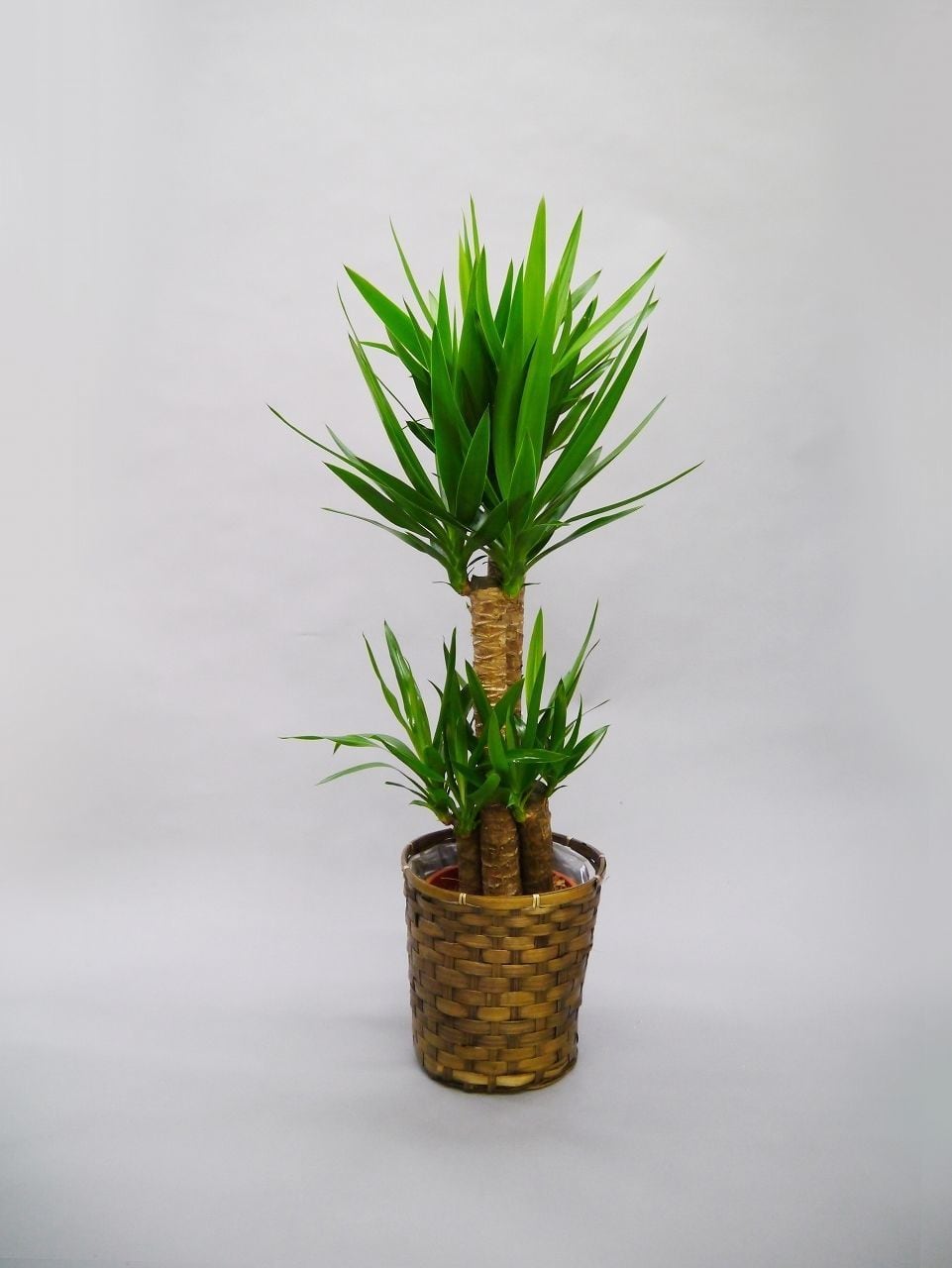 ユッカ 観葉植物 観葉植物 ユッカ 8号 | Tokyo small gift