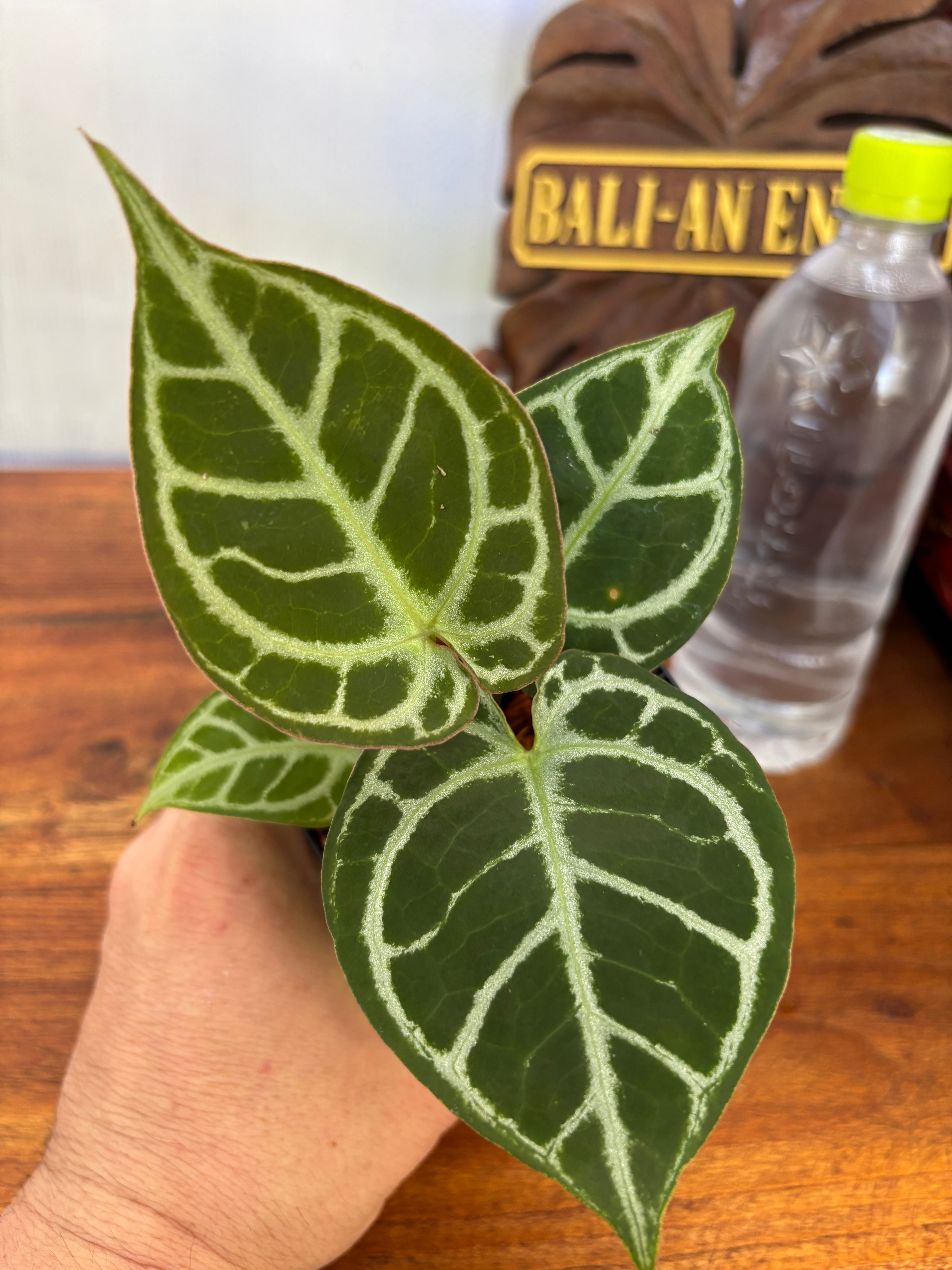 Anthurium | BALI-AN 園芸